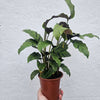 Calathea lietzei 'Greenstar' (Prayer plant)