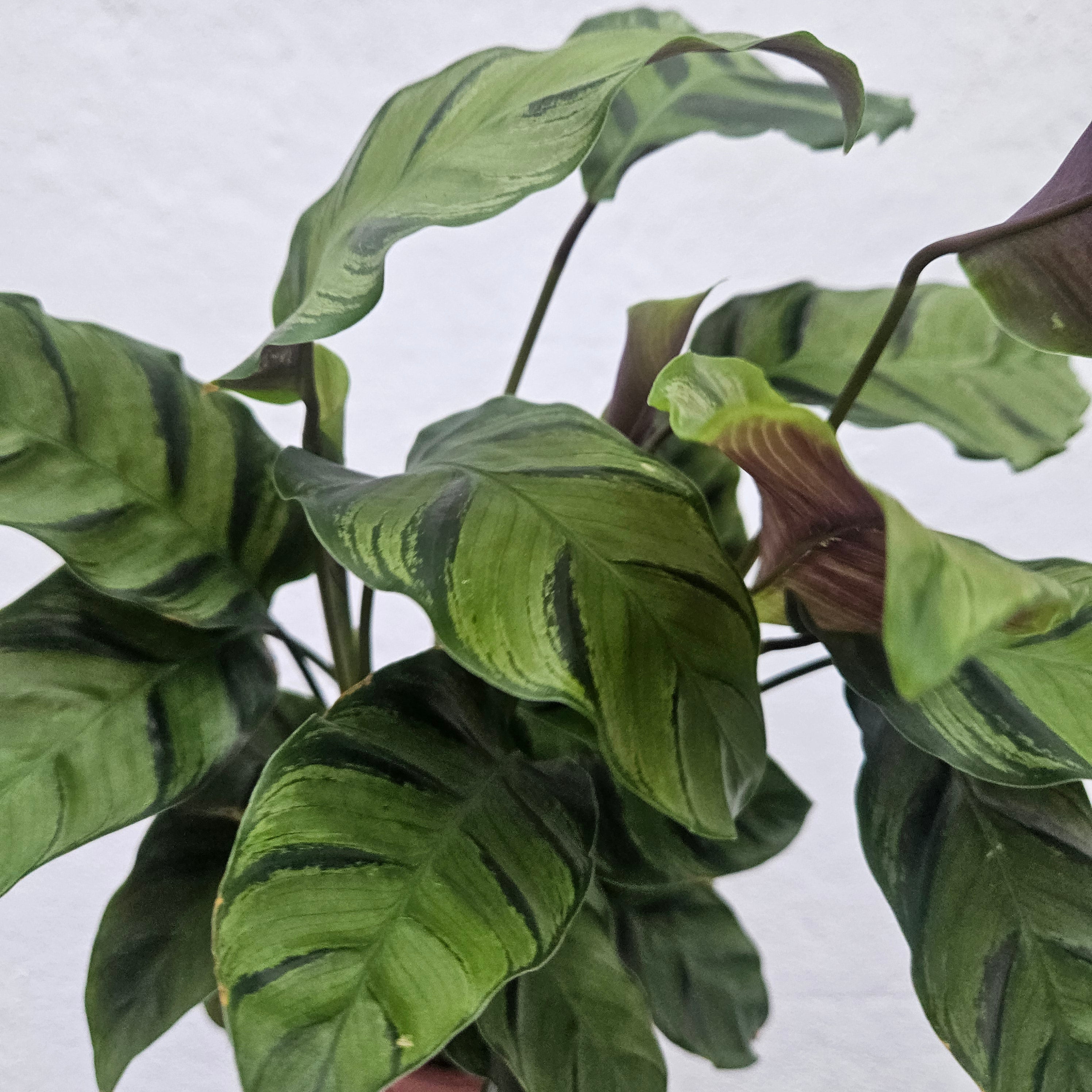 Calathea lietzei 'Greenstar' (Prayer plant)