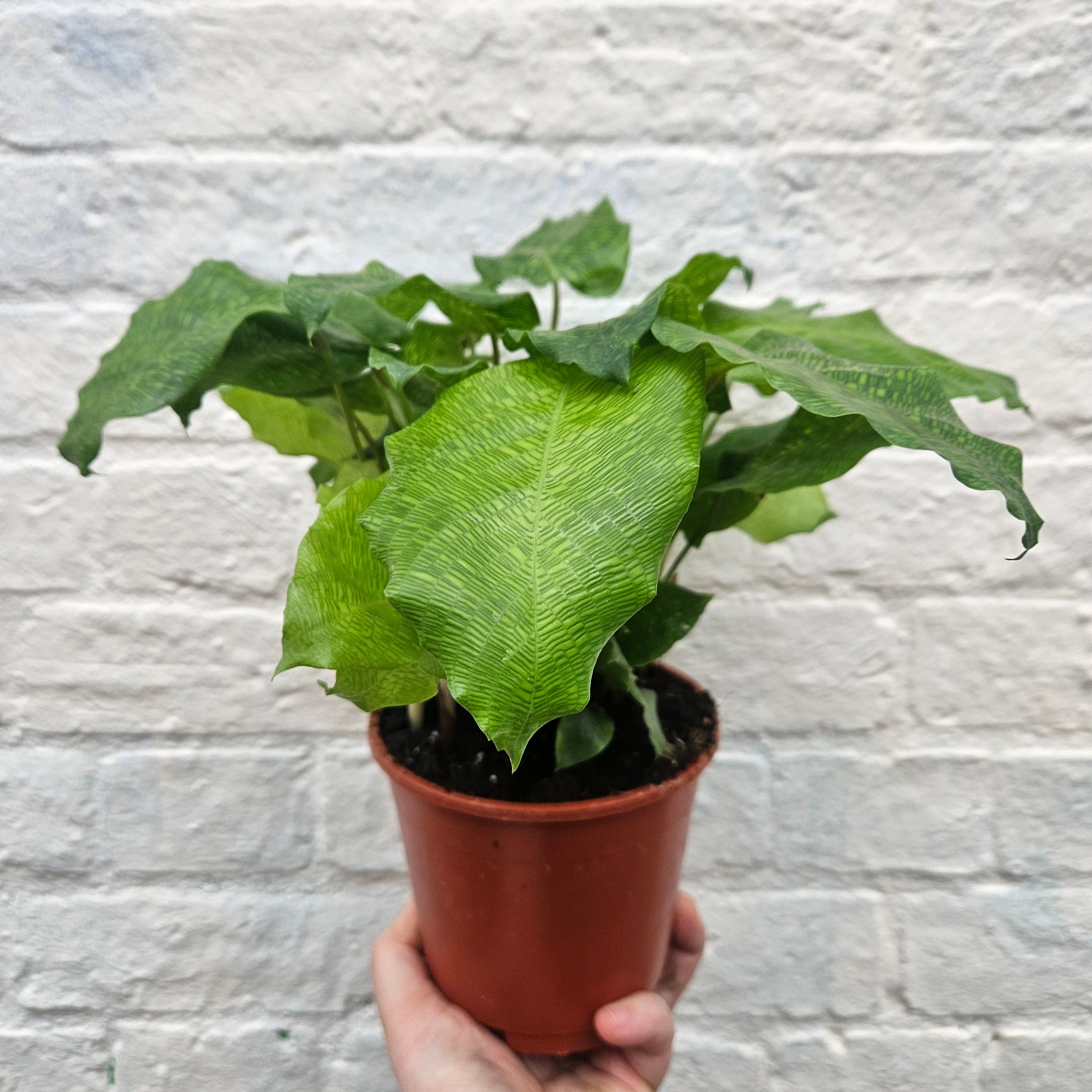 Calathea musaica 'network' (Prayer Plant)
