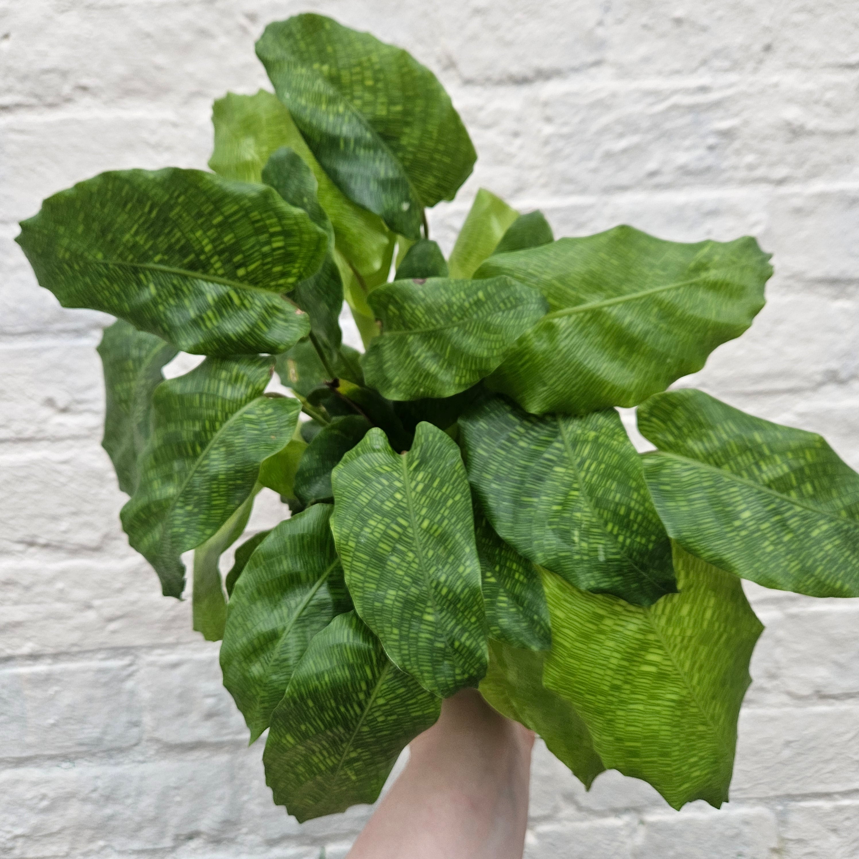 Calathea musaica 'network' (Prayer Plant)
