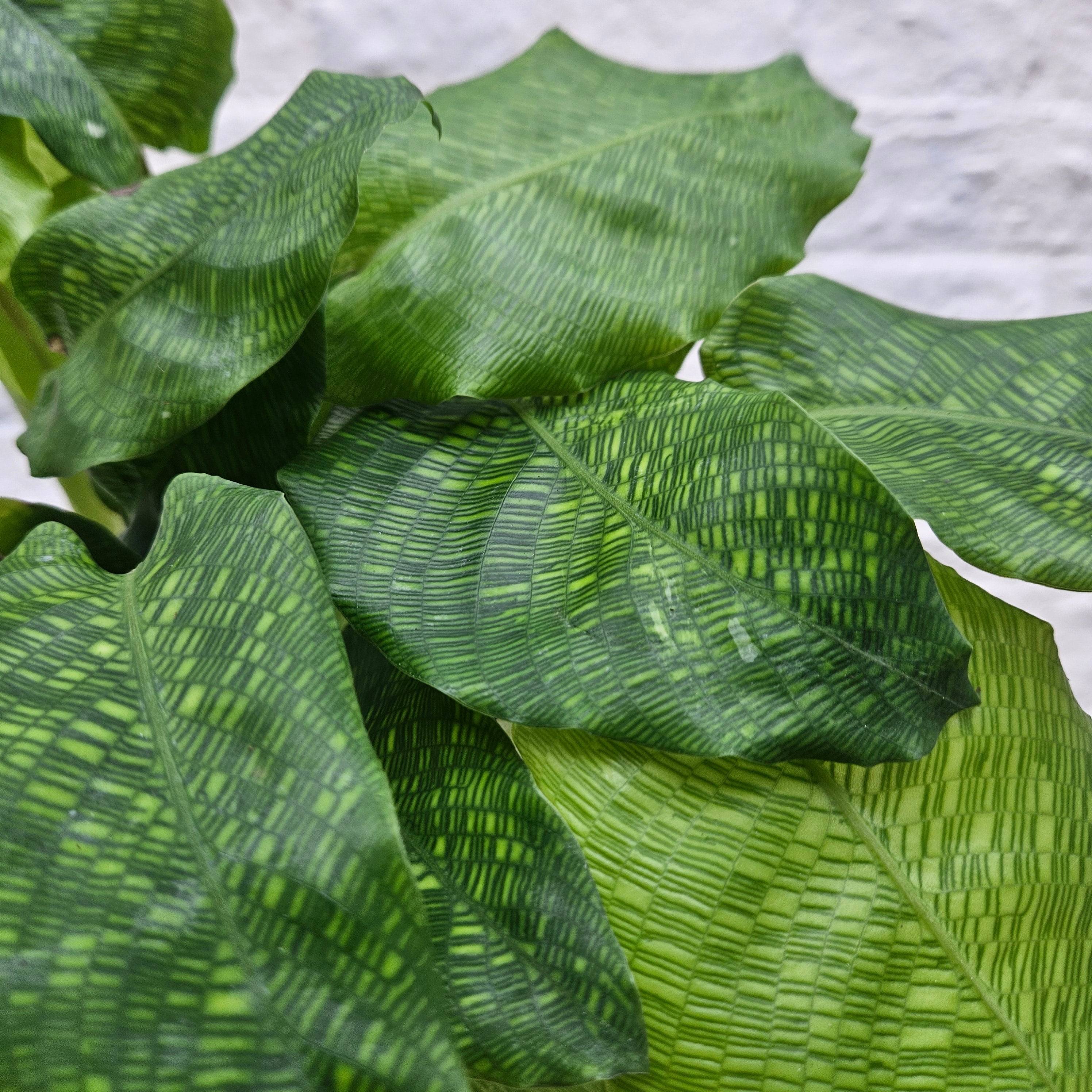 Calathea musaica 'network' (Prayer Plant)