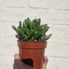 Crassula ovata 'Hobbit' (Ogre ear/ Jade plant)