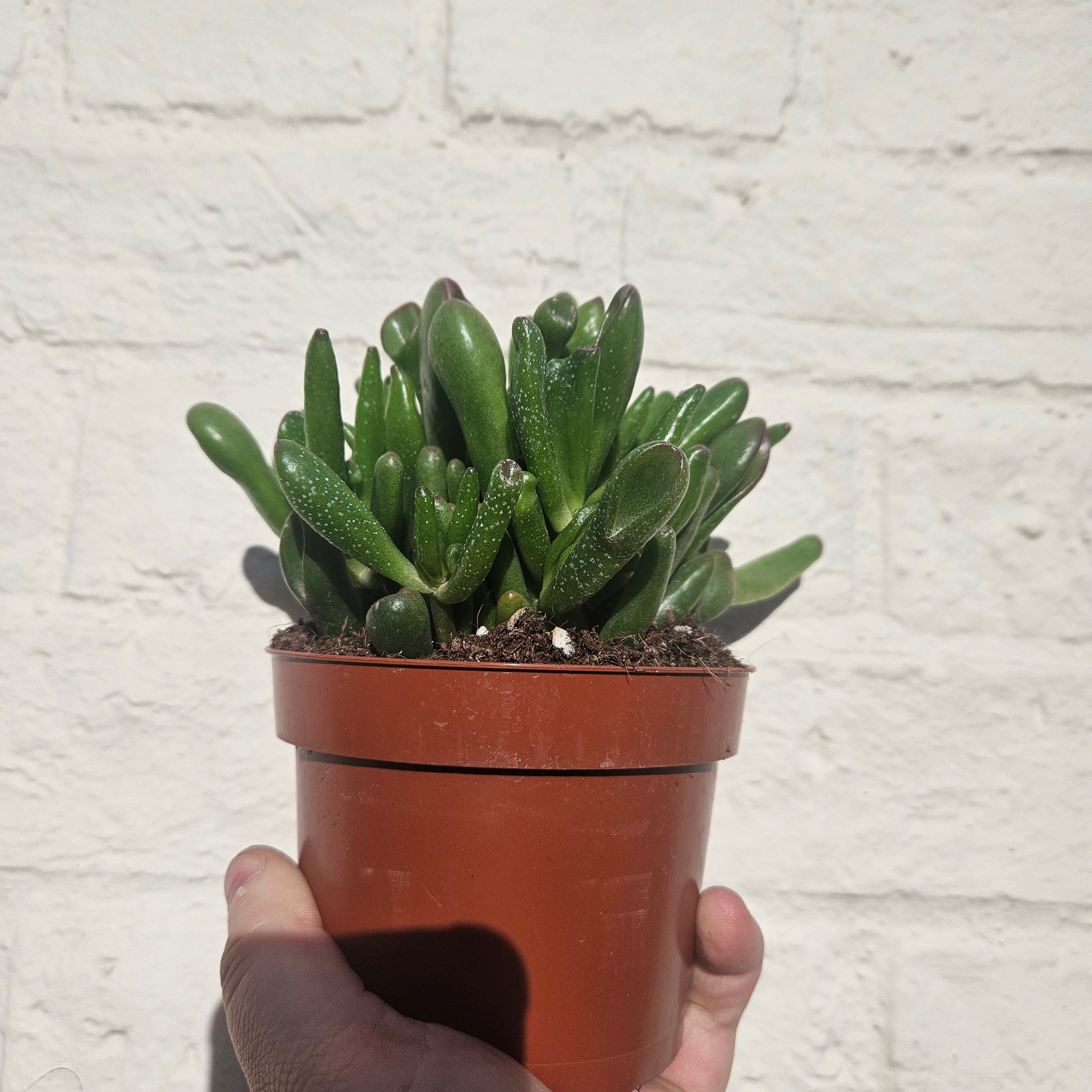 Crassula ovata 'Hobbit' (Ogre ear/ Jade plant)