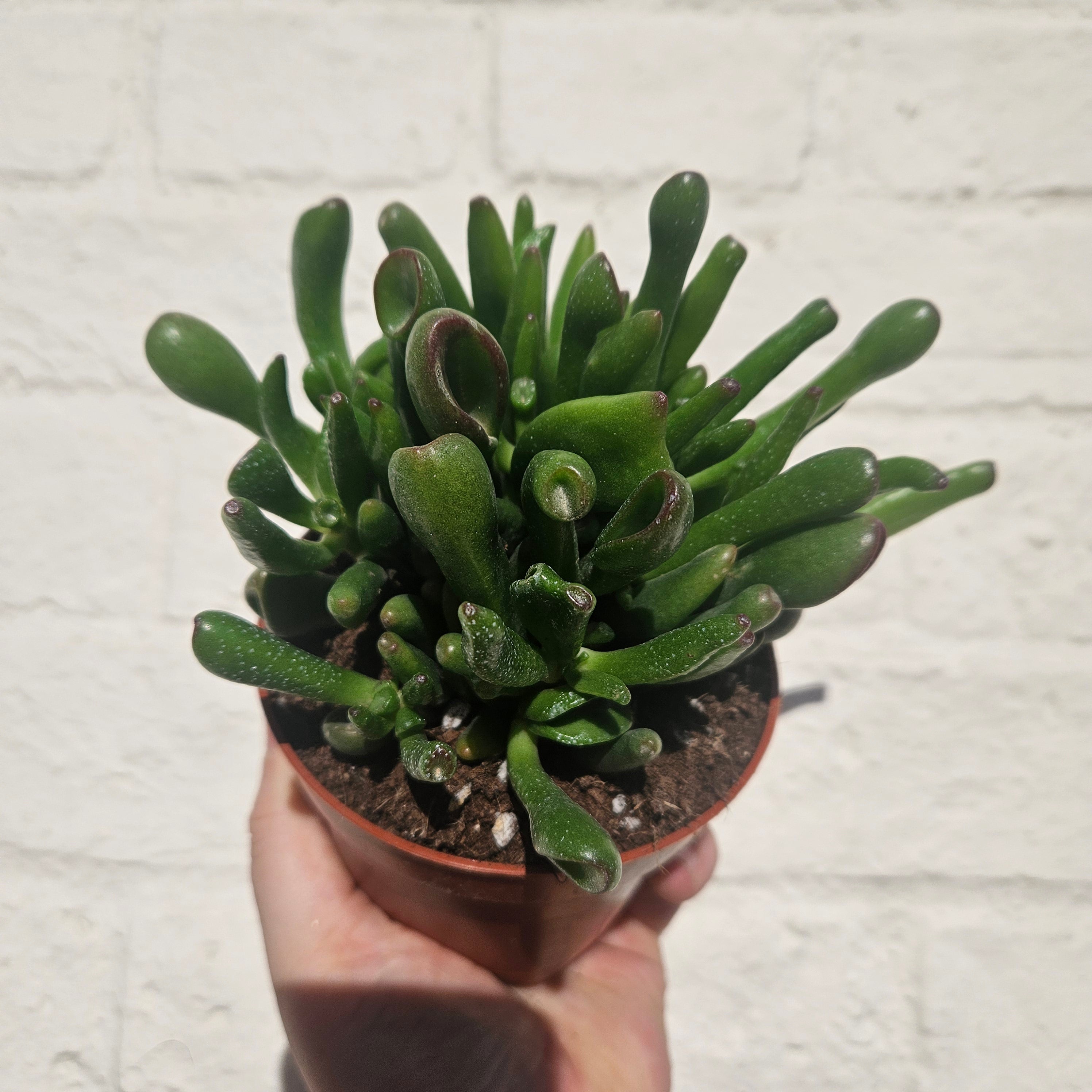 Crassula ovata 'Hobbit' (Ogre ear/ Jade plant)