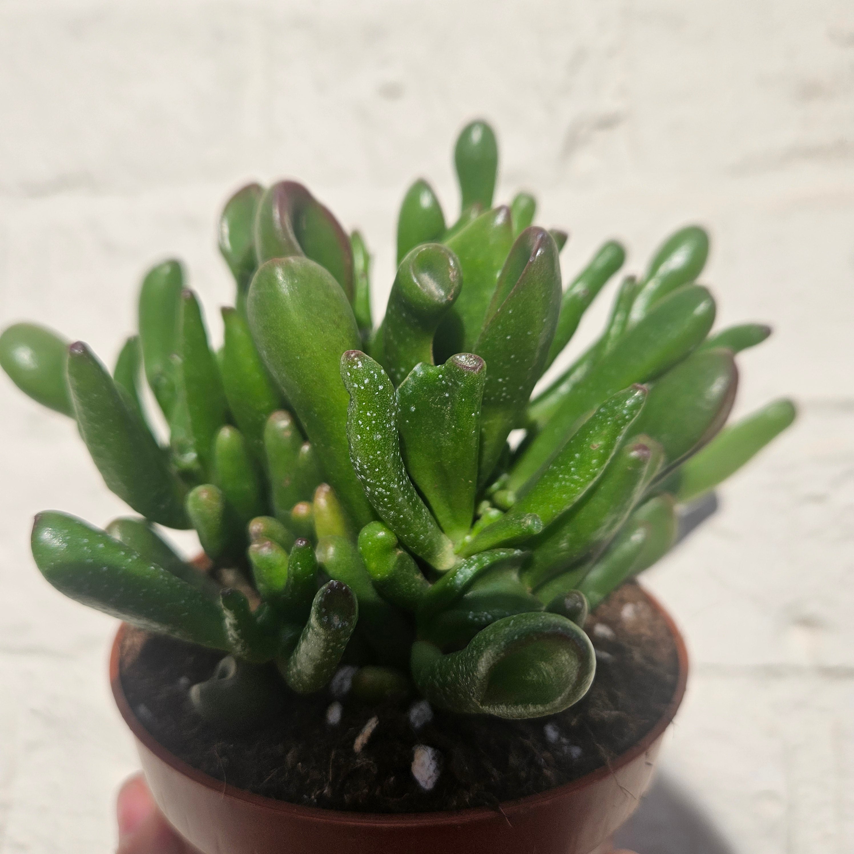 Crassula ovata 'Hobbit' (Ogre ear/ Jade plant)