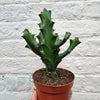 Euphorbia 'Maurentania' (Spurge)