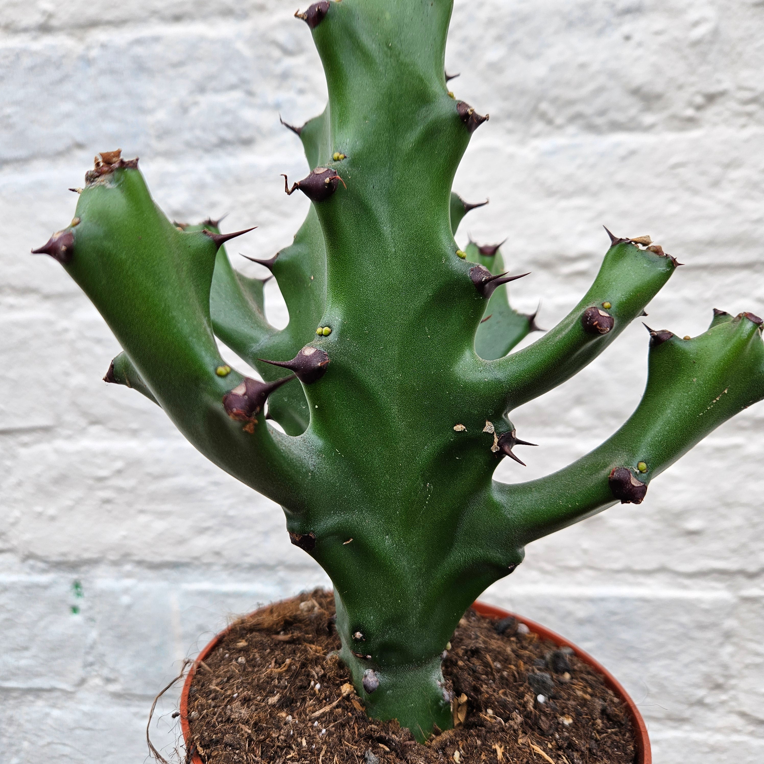 Euphorbia 'Maurentania' (Spurge)