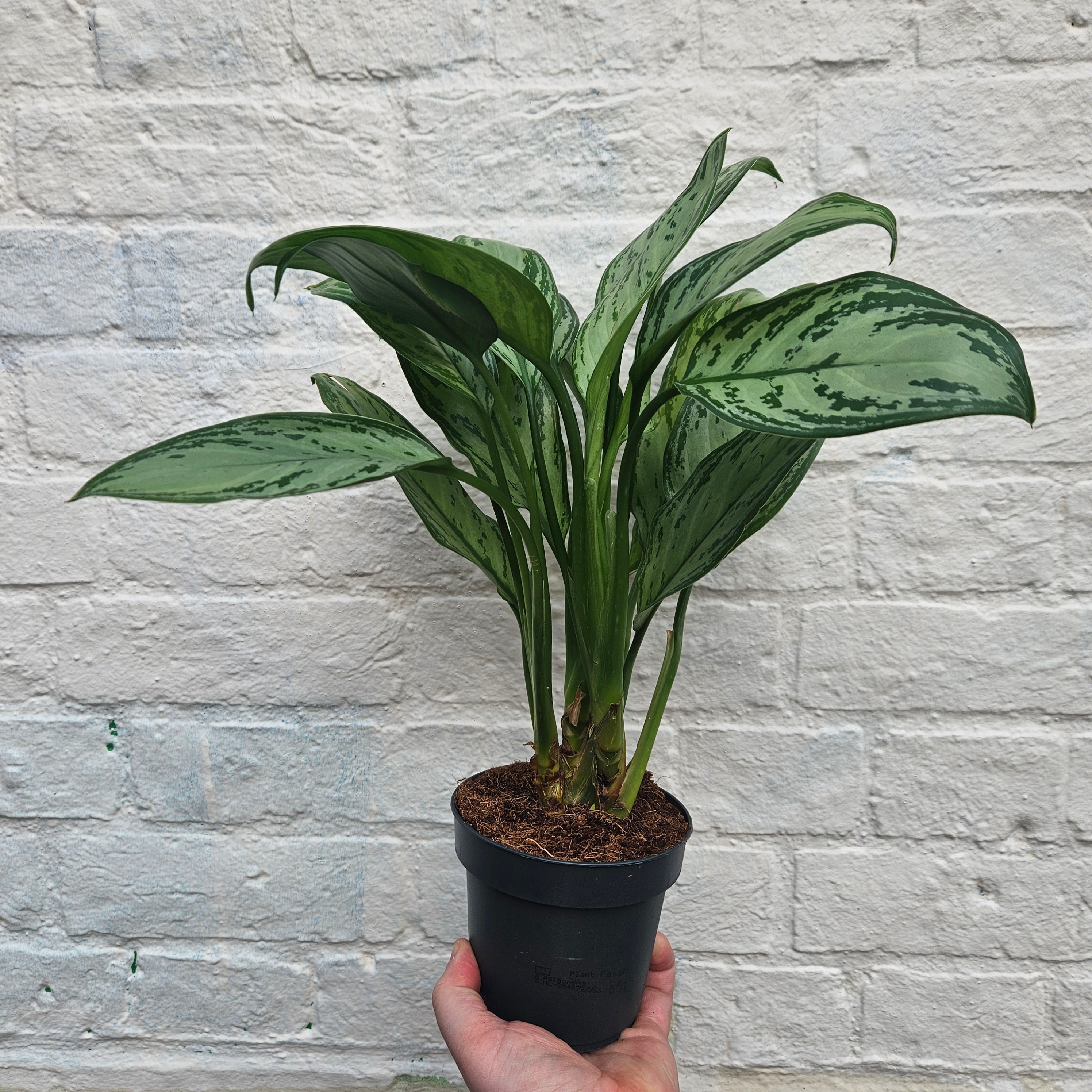 Aglaonema 'Maria' (Chinese Evergreen)