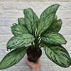 Aglaonema 'Maria' (Chinese Evergreen)