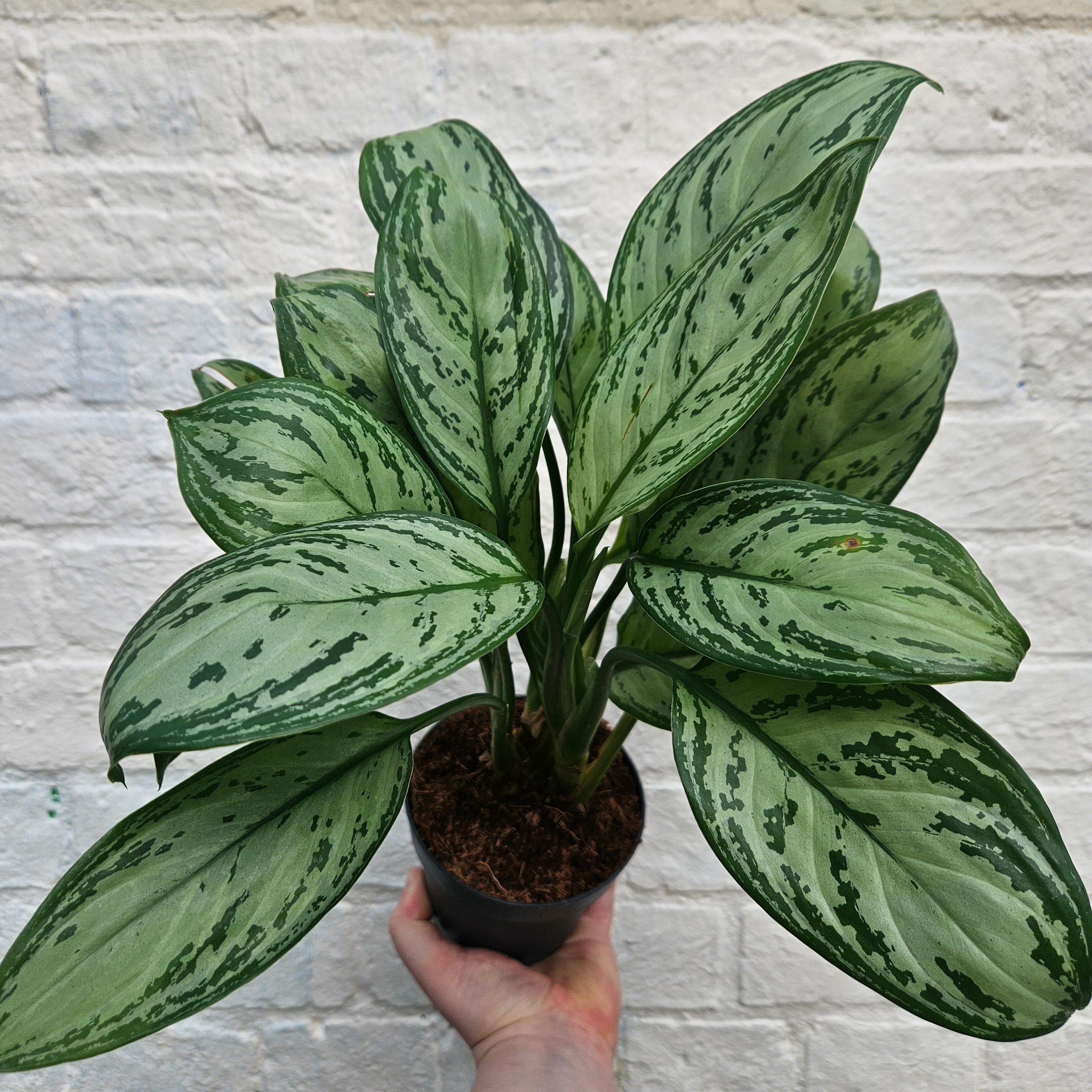 Aglaonema 'Maria' (Chinese Evergreen)