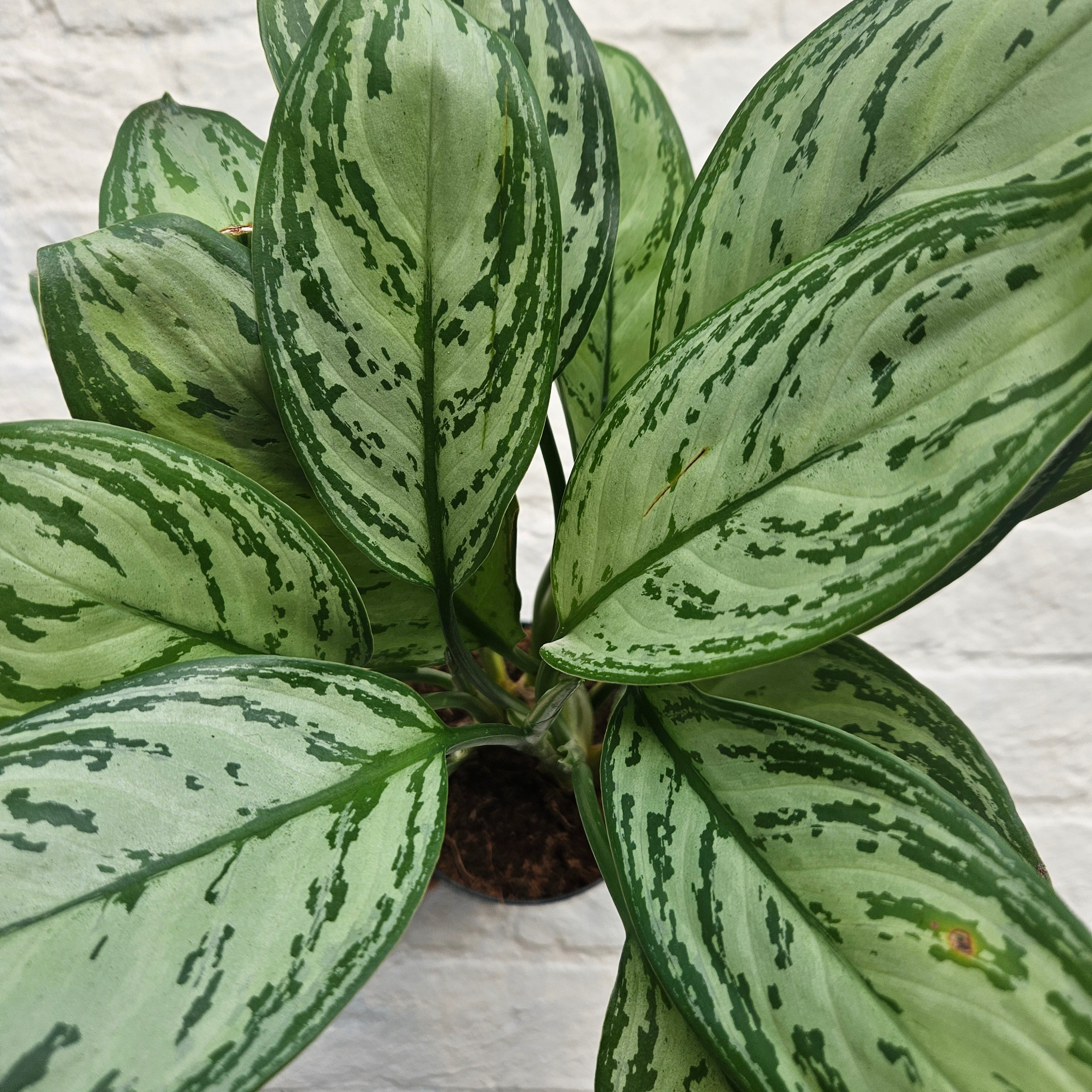 Aglaonema 'Maria' (Chinese Evergreen)
