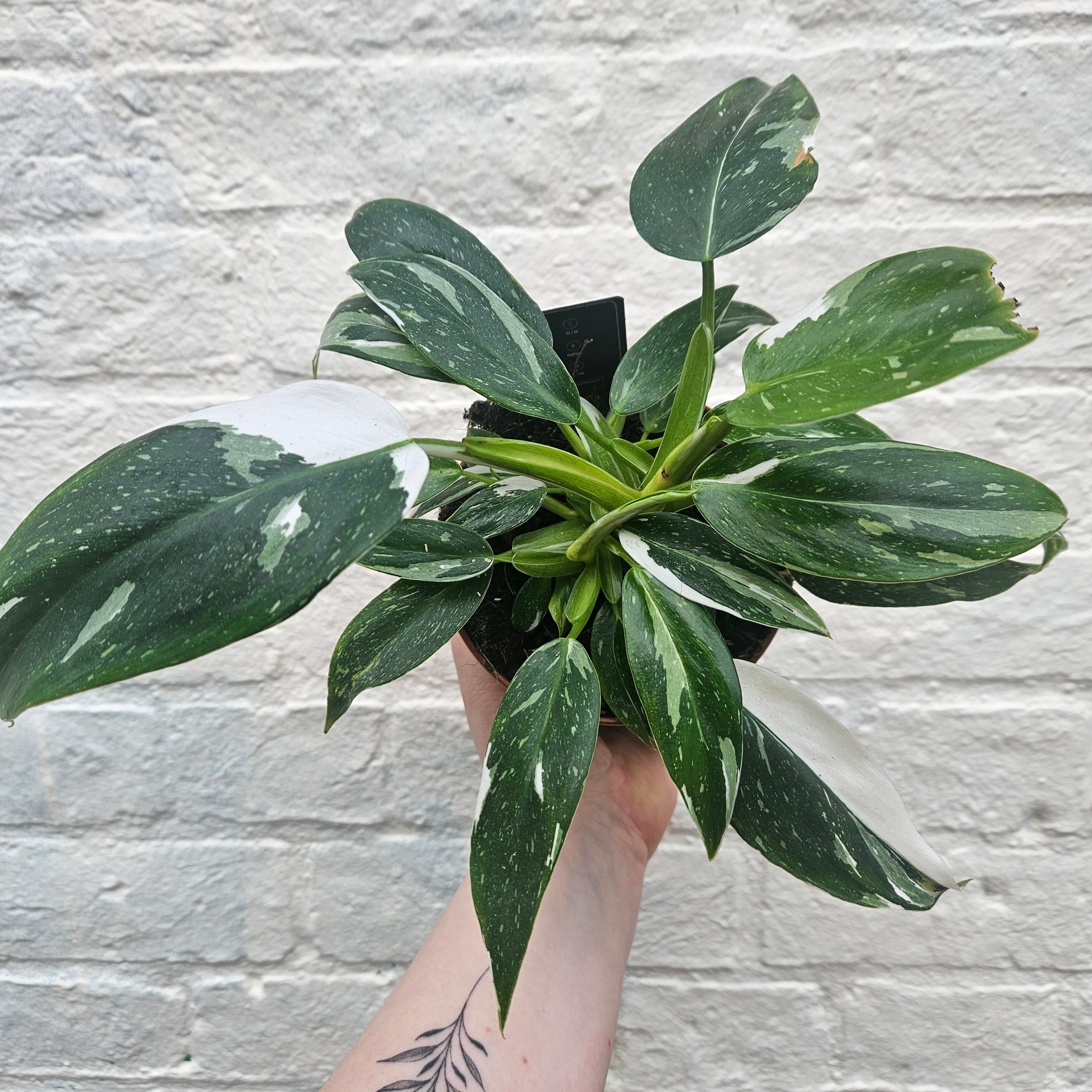 Philodendron erubescens 'White Princess'