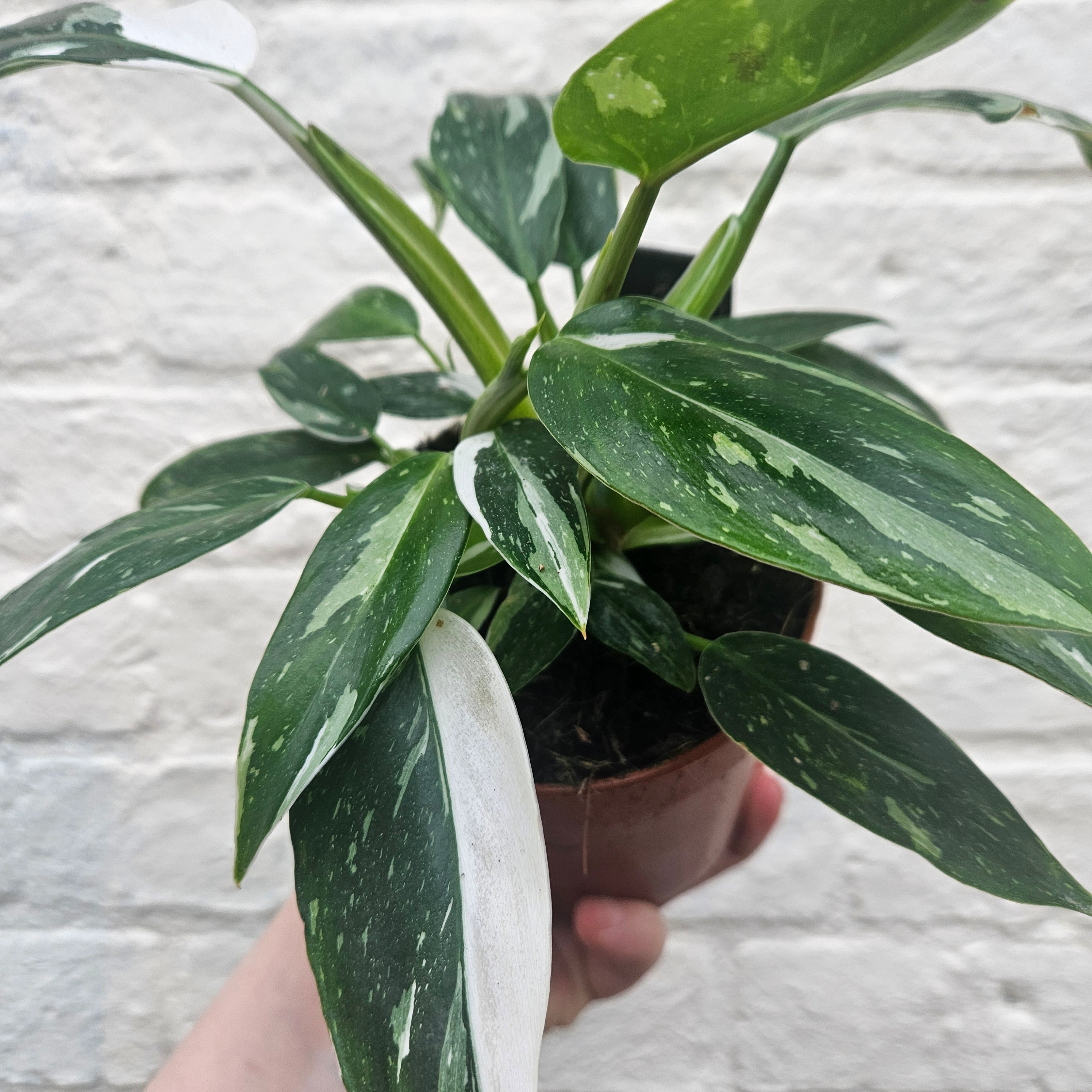 Philodendron erubescens 'White Princess'