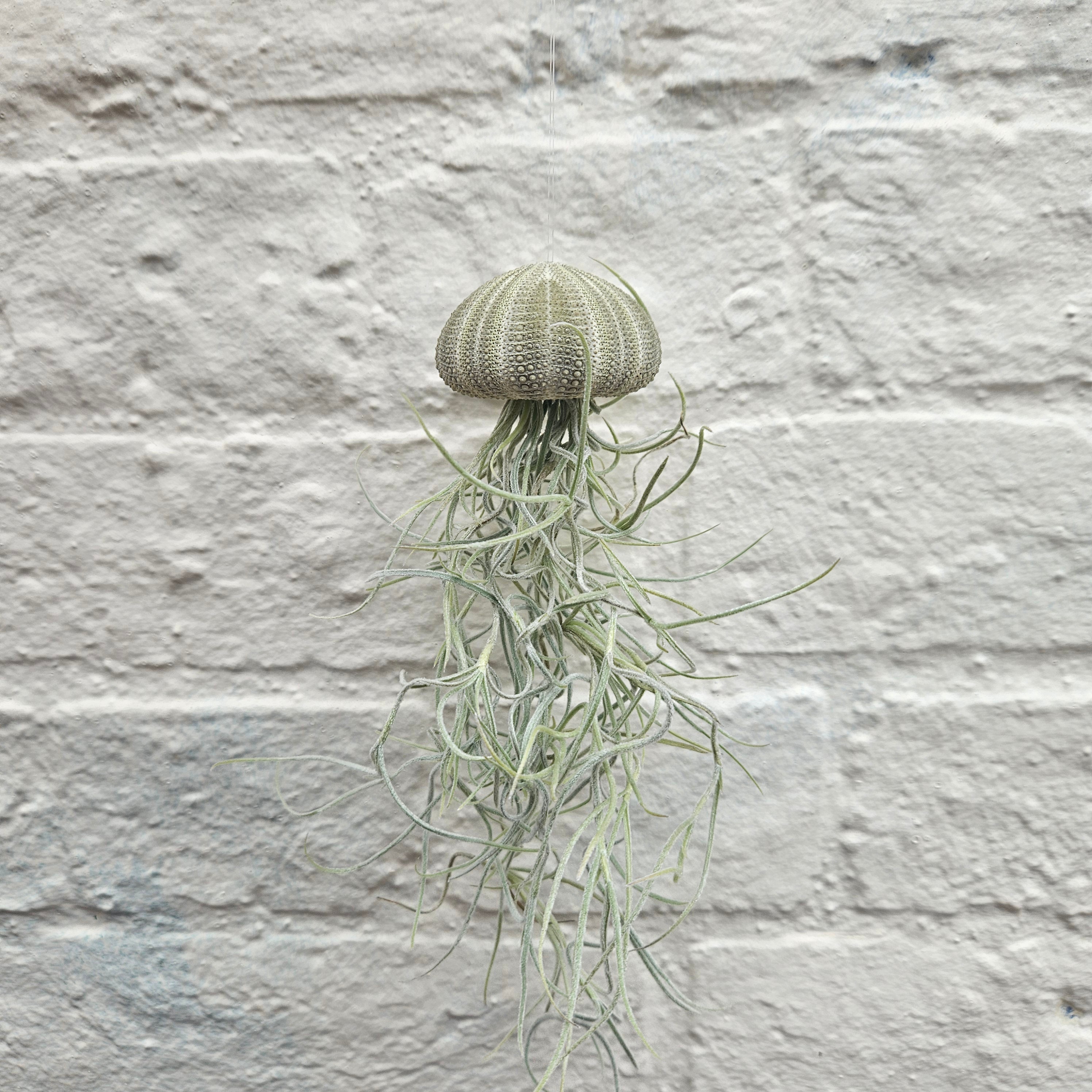 Tillandsia usneoides (Spanish Moss)
