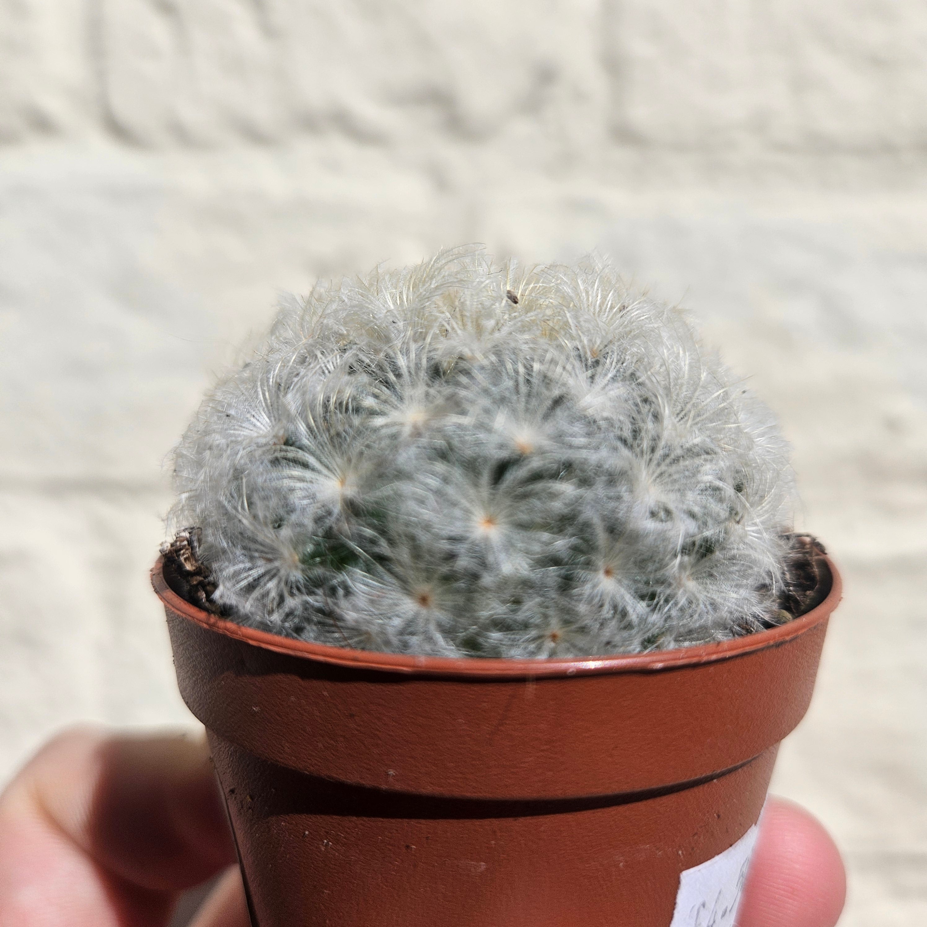 Mammillaria plumosa (Feather Cactus)