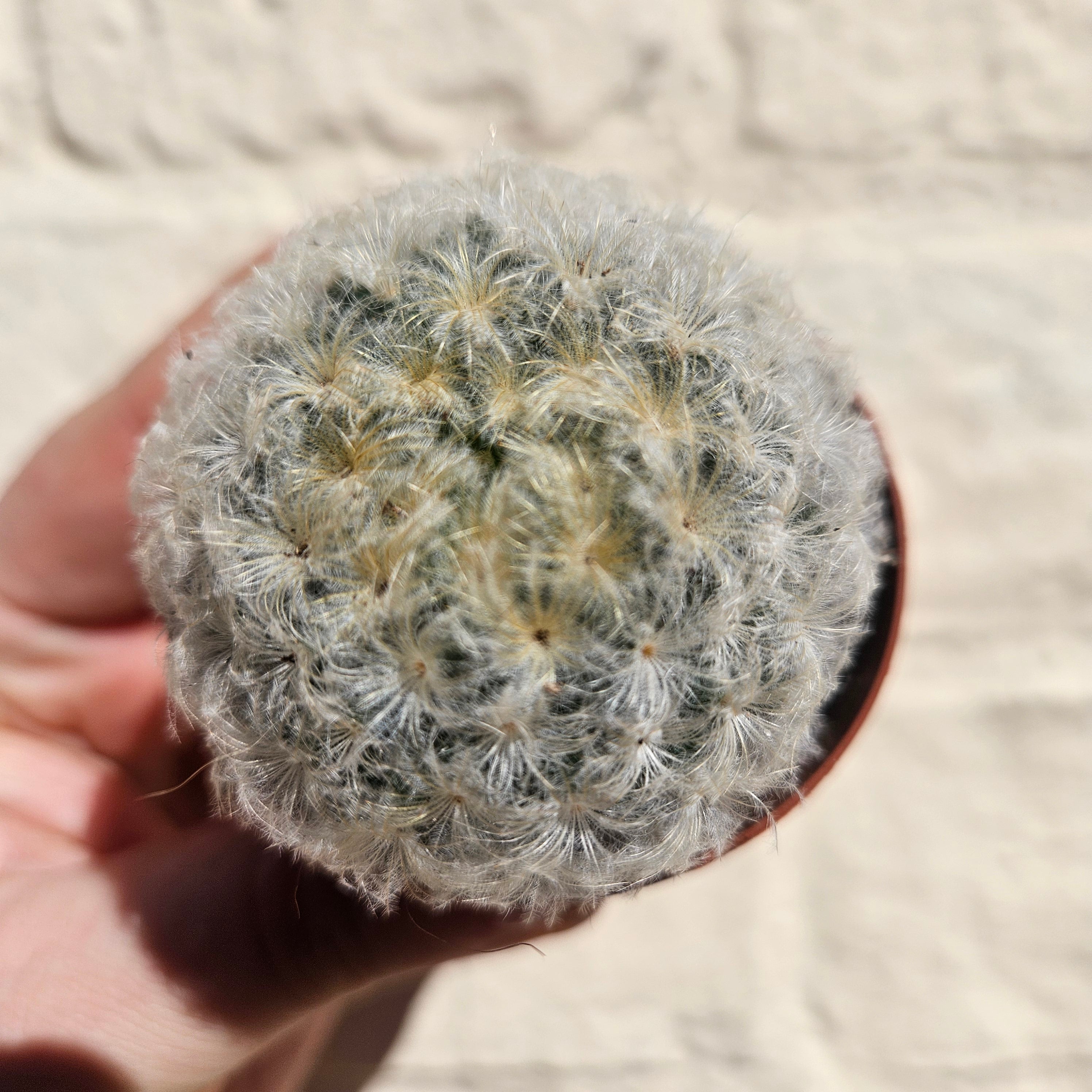Mammillaria plumosa (Feather Cactus)