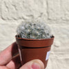 Mammillaria plumosa (Feather Cactus)