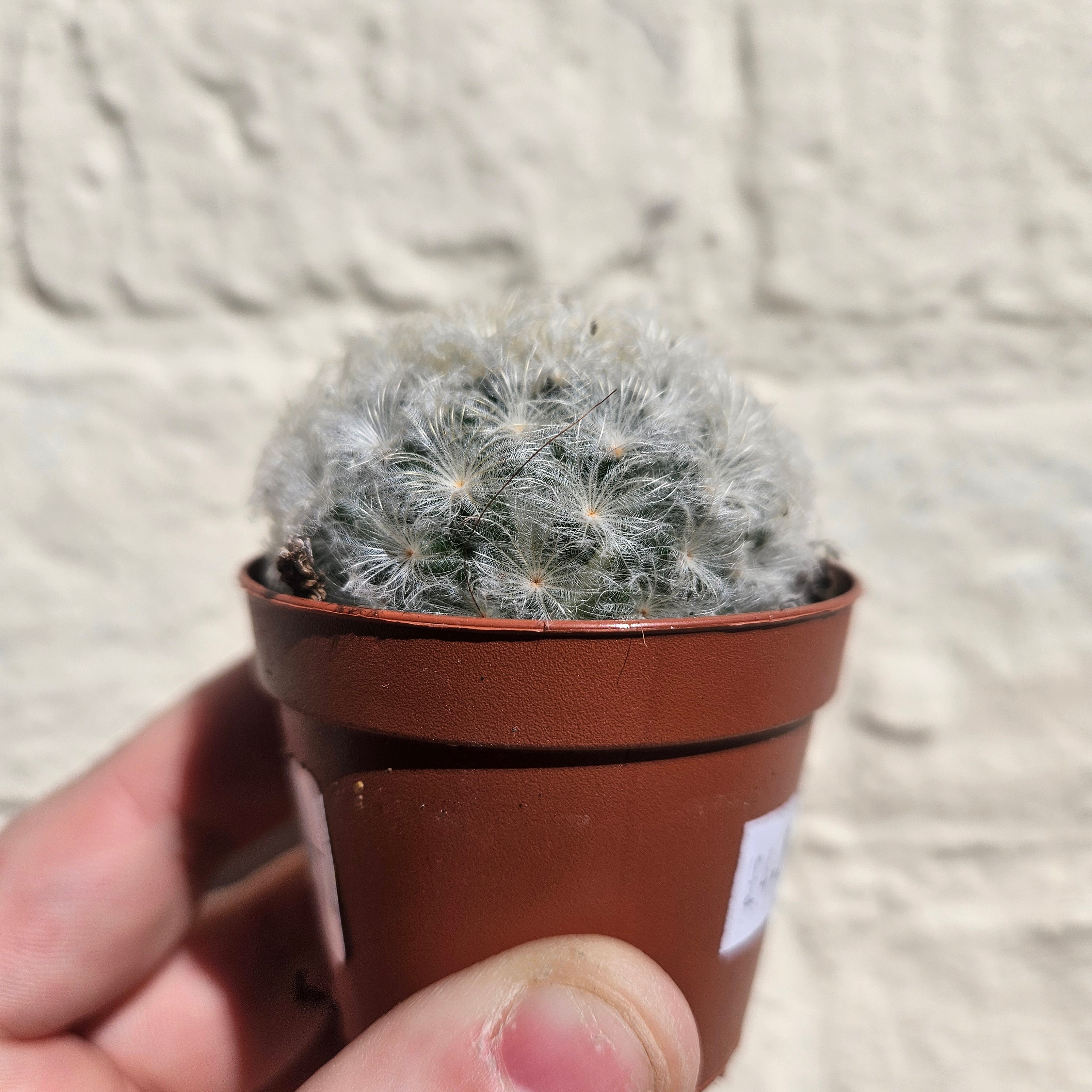 Mammillaria plumosa (Feather Cactus)