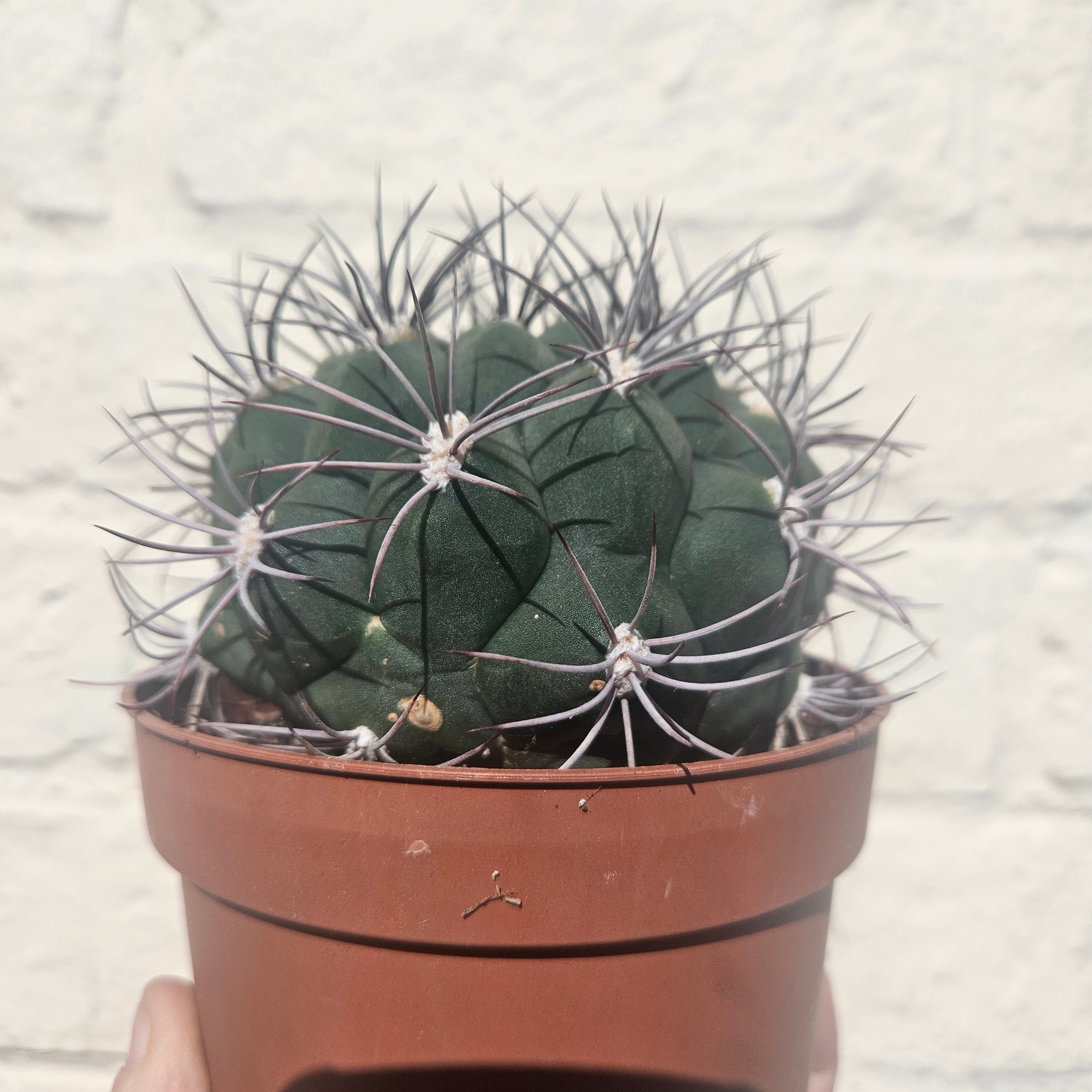 Gymnocalycium 'Saglionis' (Giant Chin Cactus)