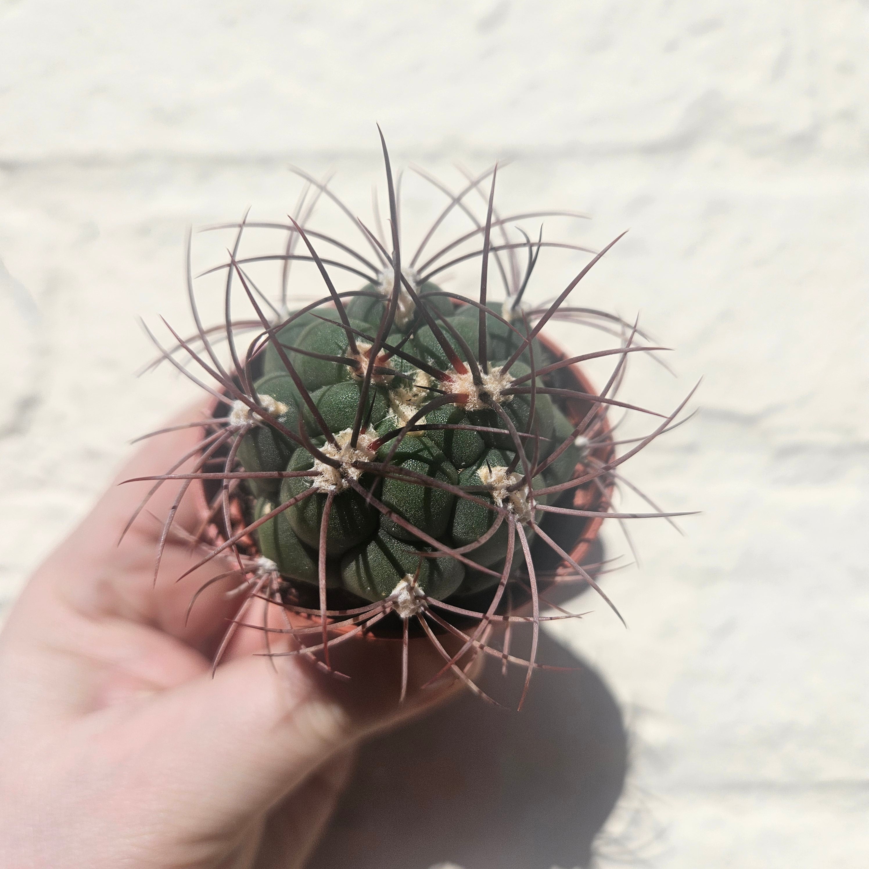 Gymnocalycium 'Saglionis' (Giant Chin Cactus)