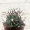 Gymnocalycium 'Saglionis' (Giant Chin Cactus)