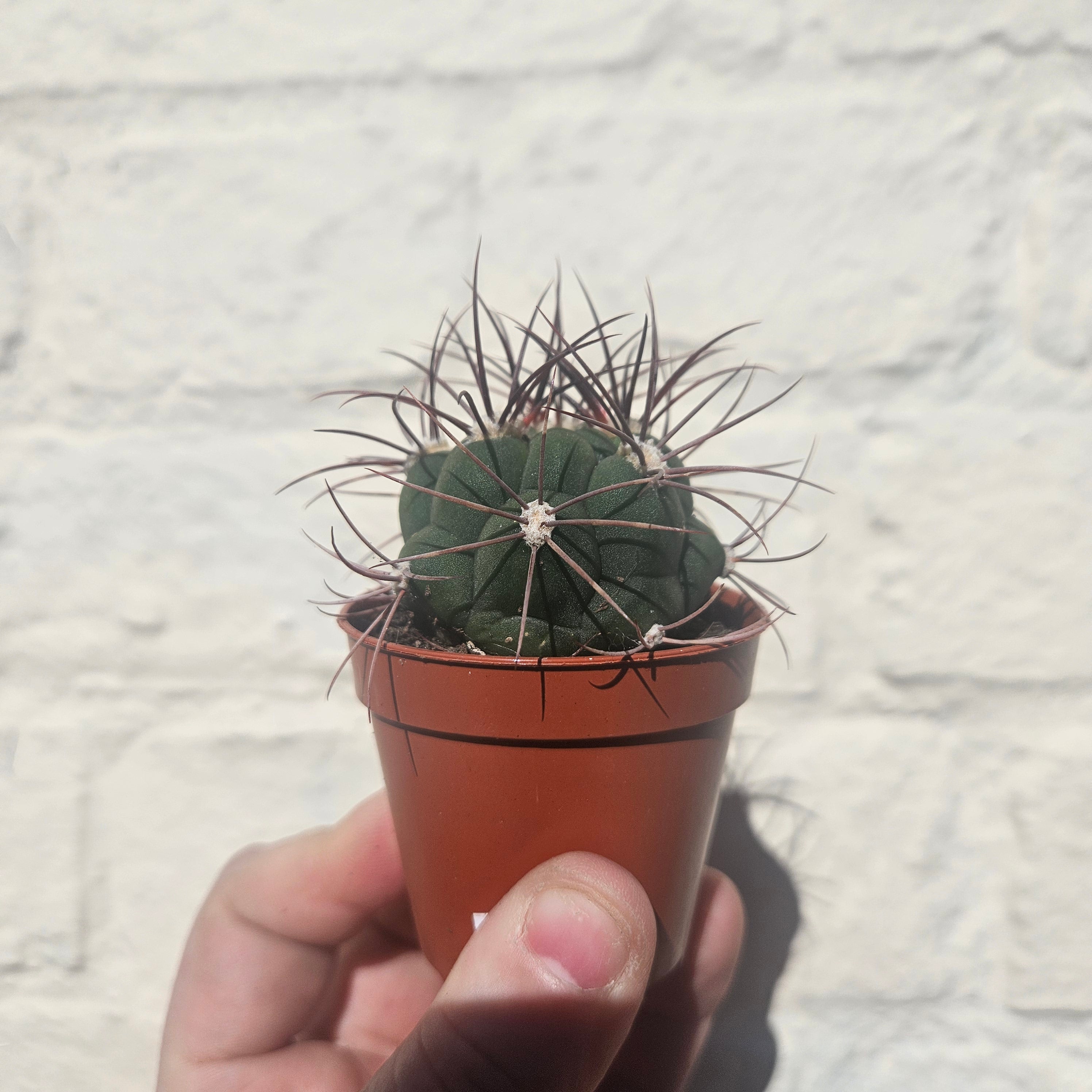 Gymnocalycium 'Saglionis' (Giant Chin Cactus)