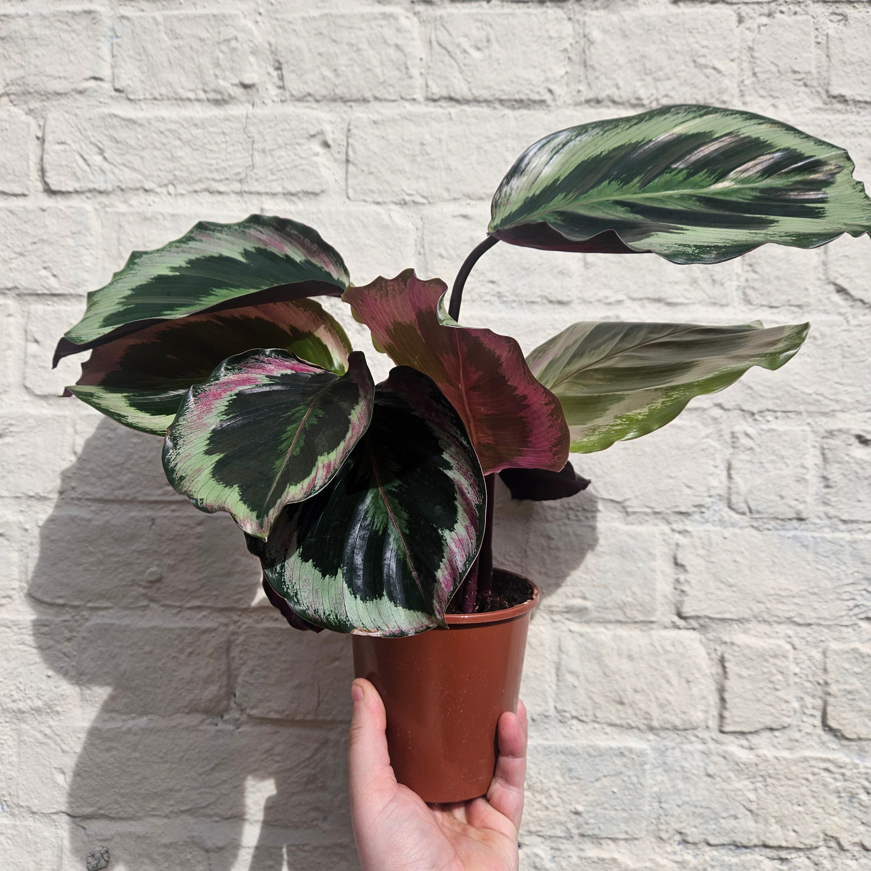Calathea roseopicta 'Shinestar' (Prayer plant)