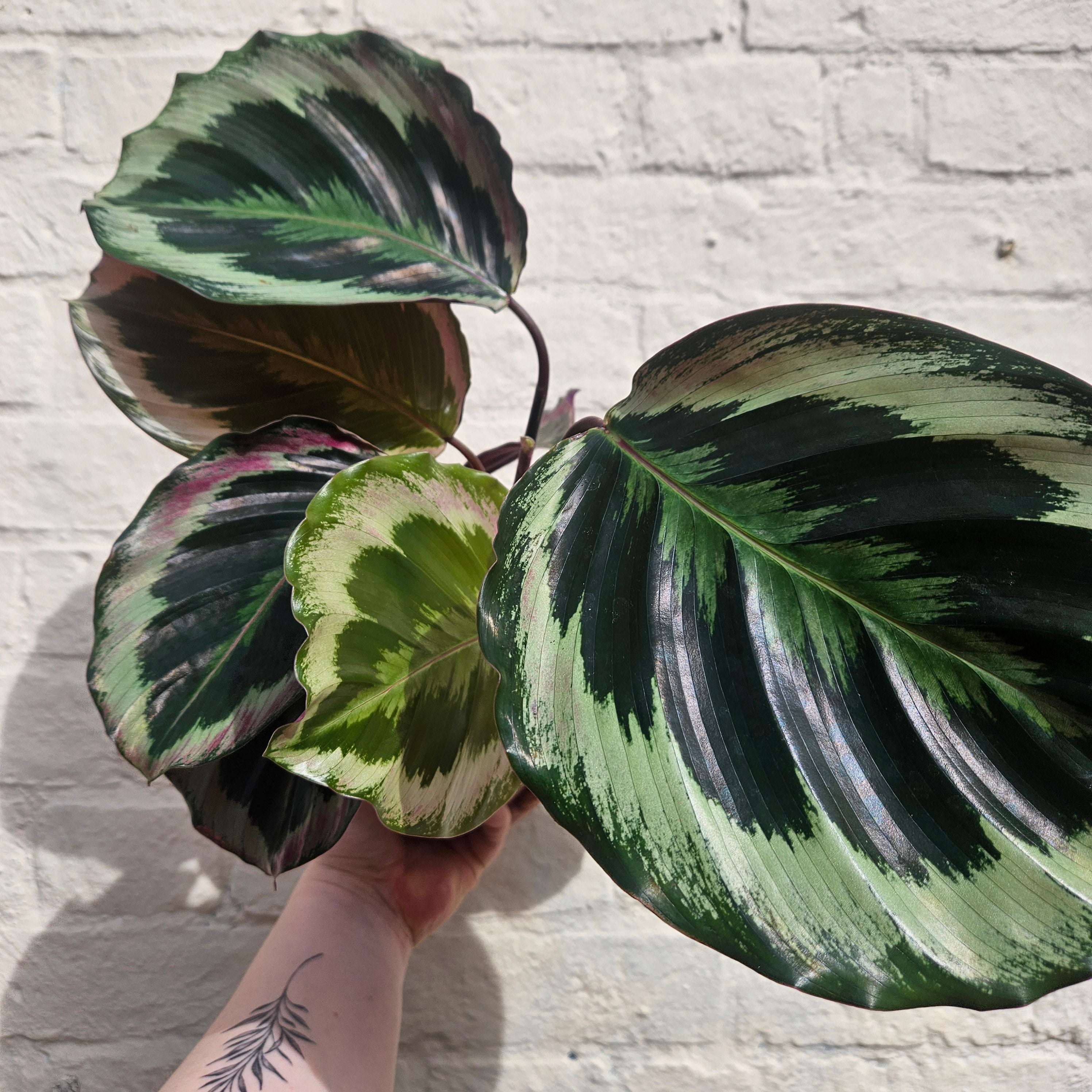 Calathea roseopicta 'Shinestar' (Prayer plant)