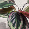 Calathea roseopicta 'Shinestar' (Prayer plant)