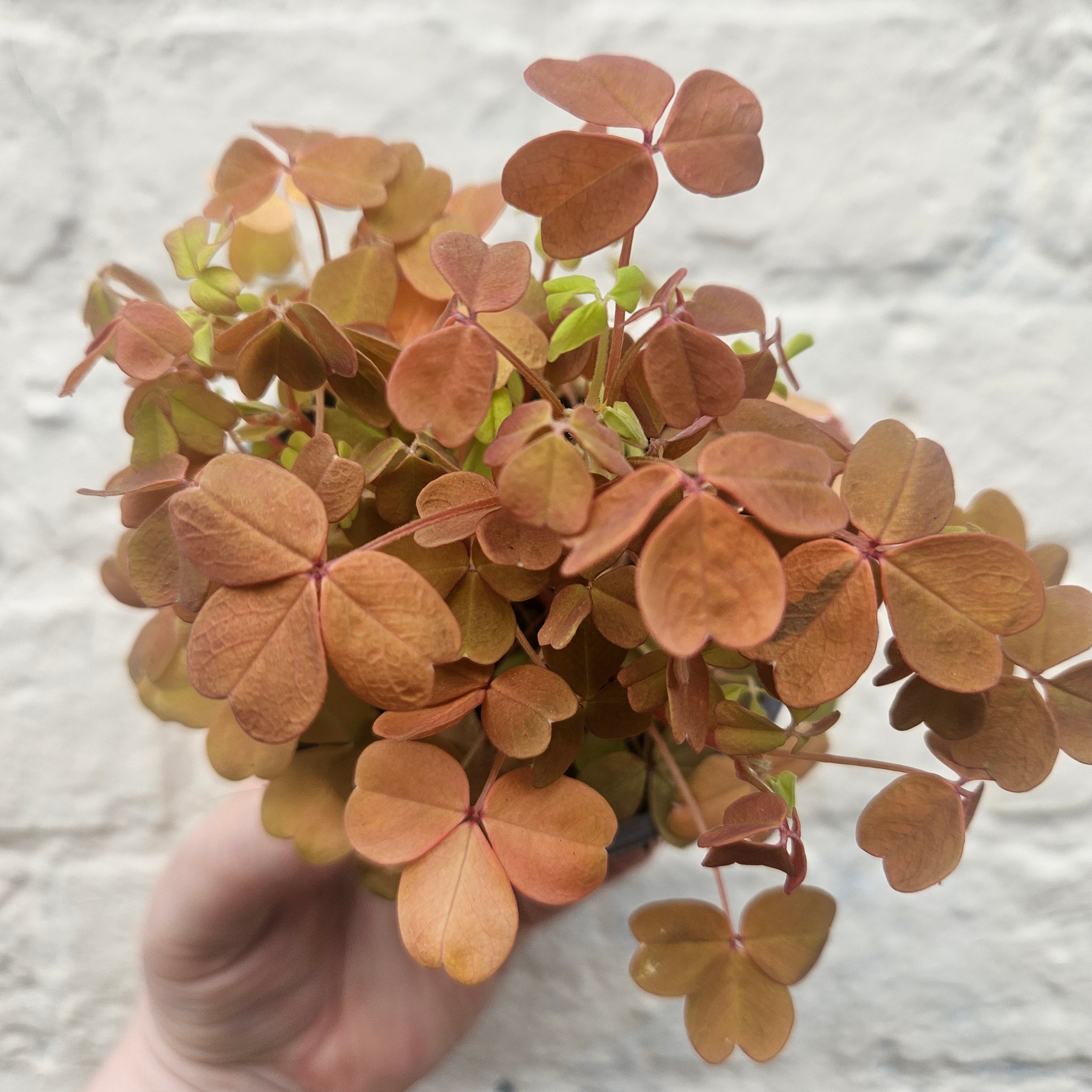 Oxalis spiralis vulcanicola 'Sunset Velvet'