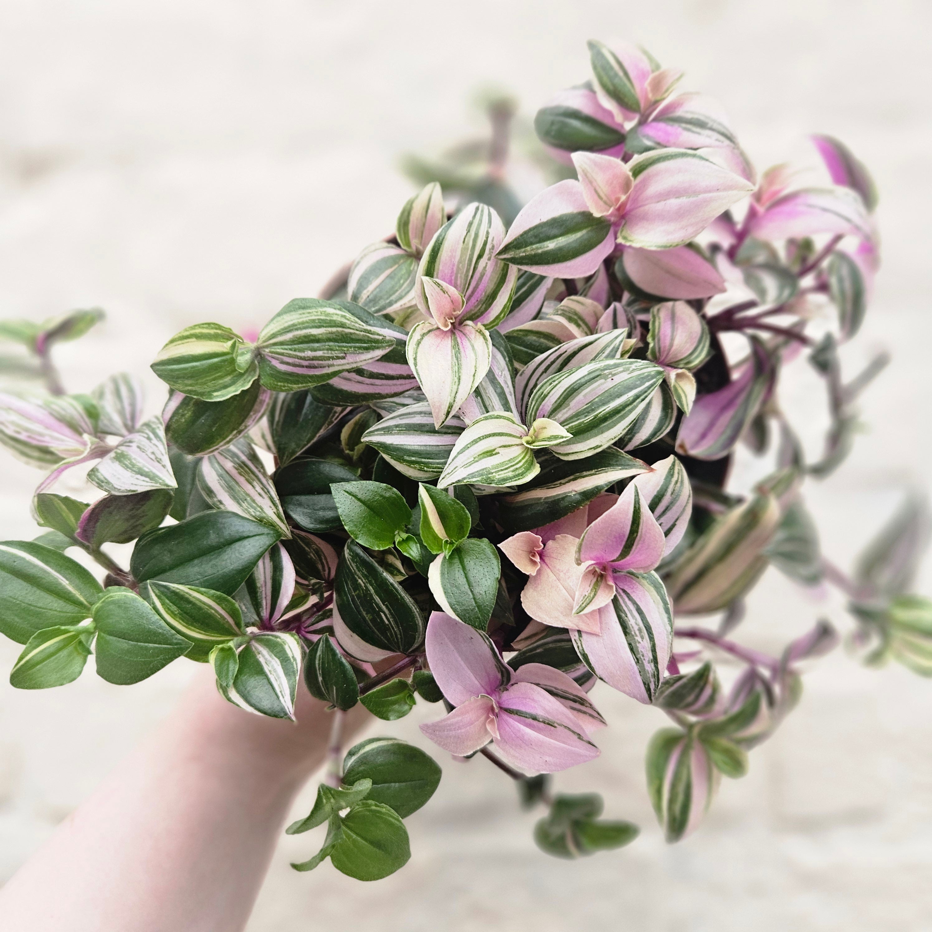 Tradescantia flumensis 'quadricolor' (Wandering dude/ Inch plant) in hanging pot