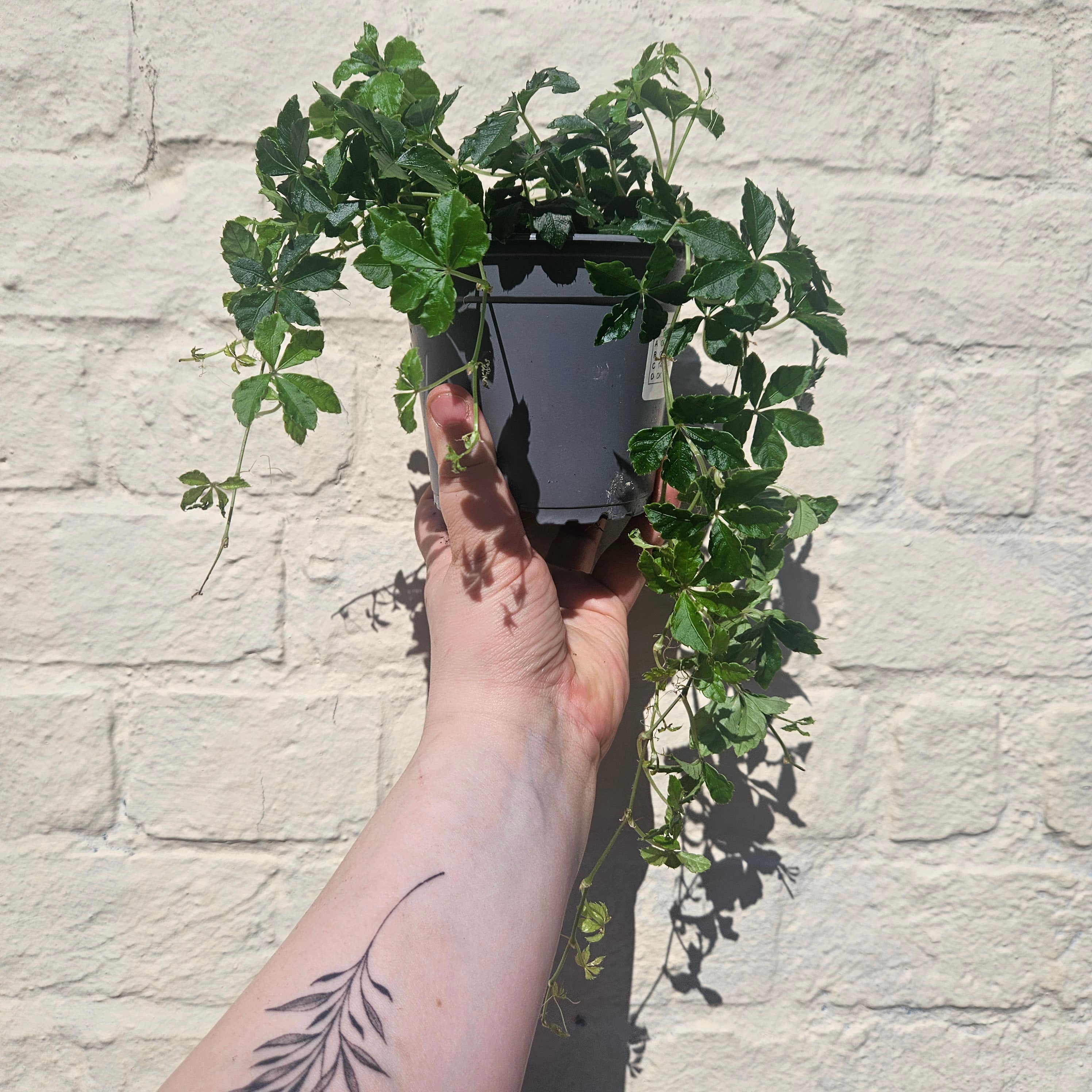 Cissus striata (Miniature grape ivy)
