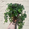 Cissus striata (Miniature grape ivy)