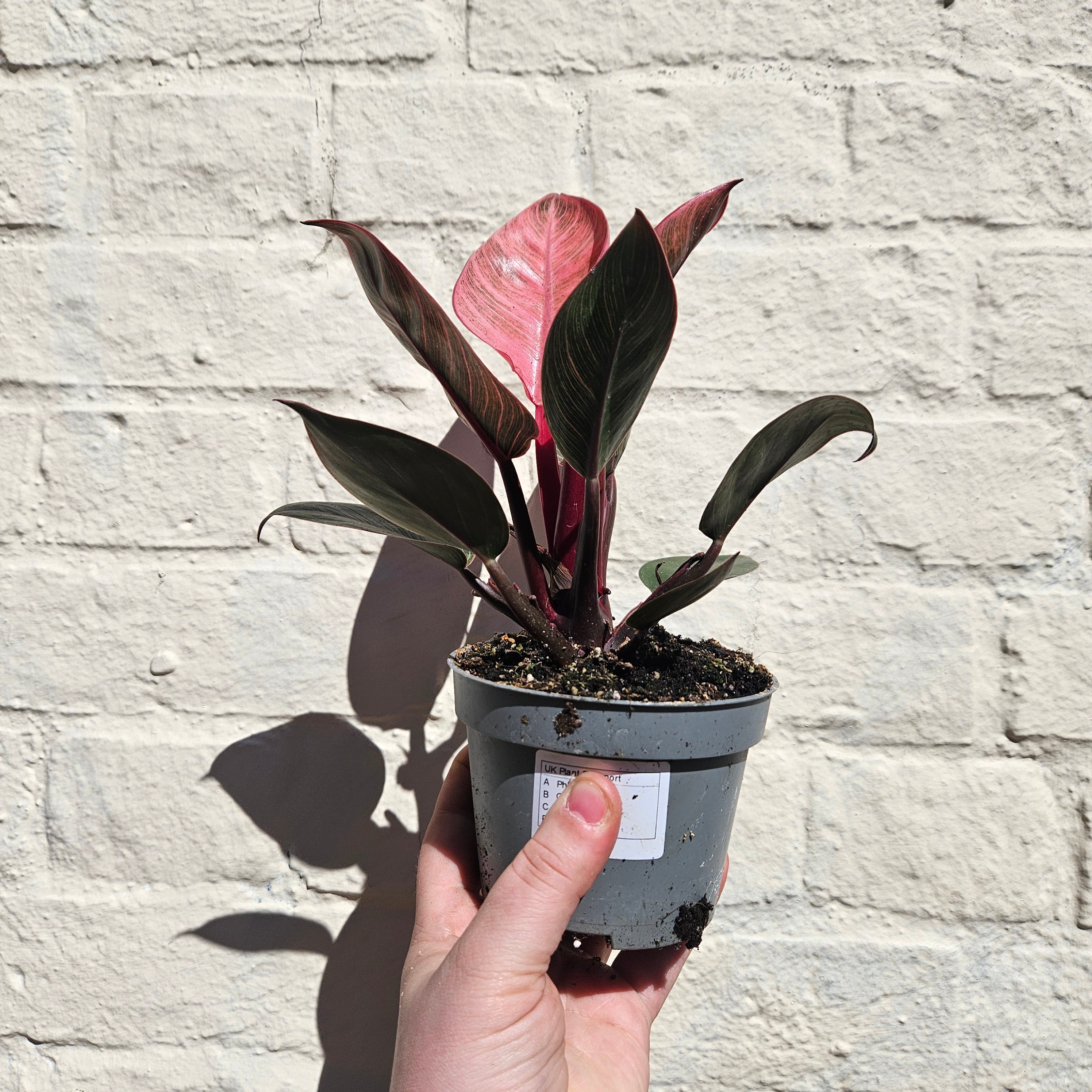 Philodendron erubescens 'Pink Bikini'