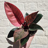 Philodendron erubescens 'Pink Bikini'