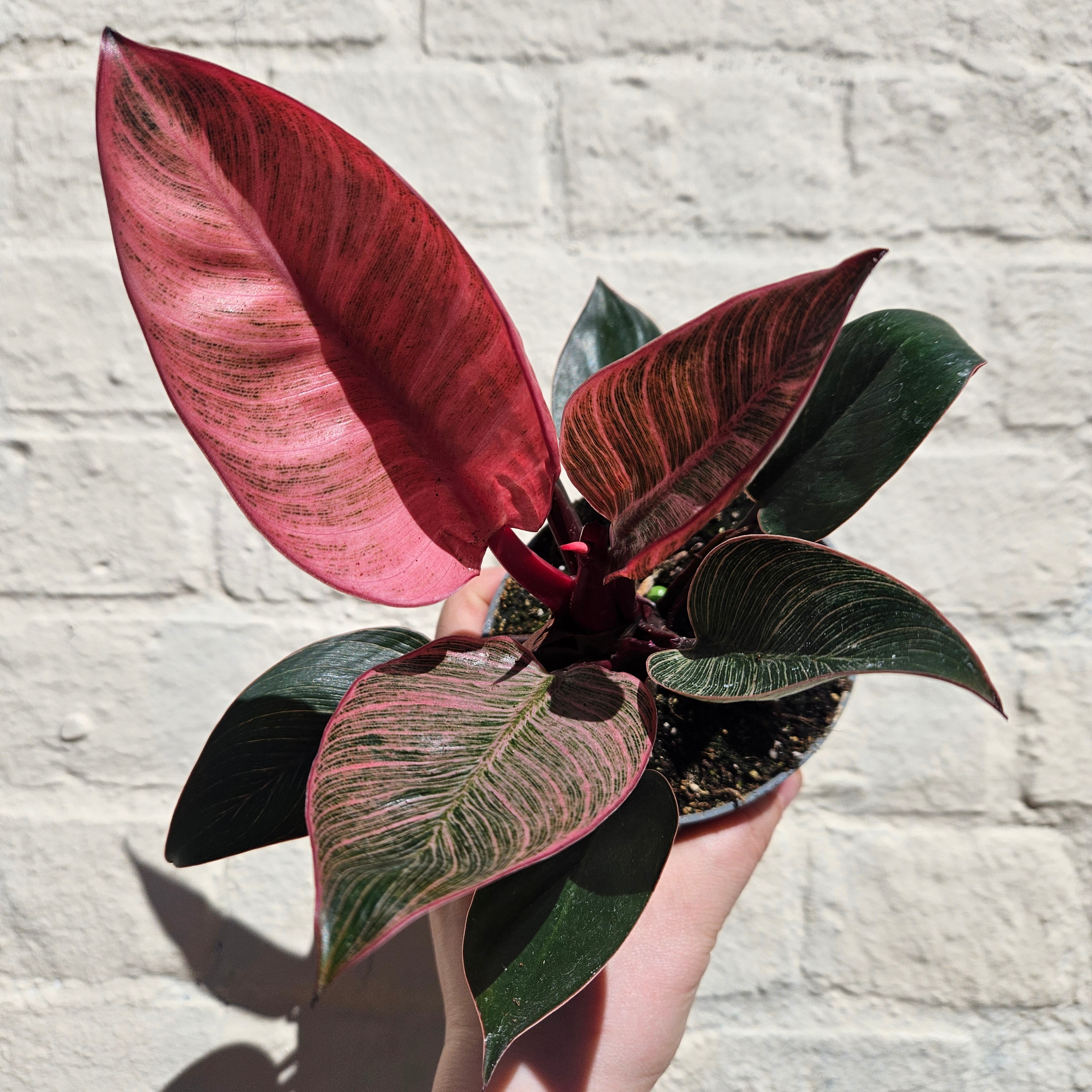 Philodendron erubescens 'Pink Bikini'