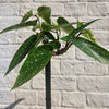 Begonia tamaya (Bamboo Begonia)