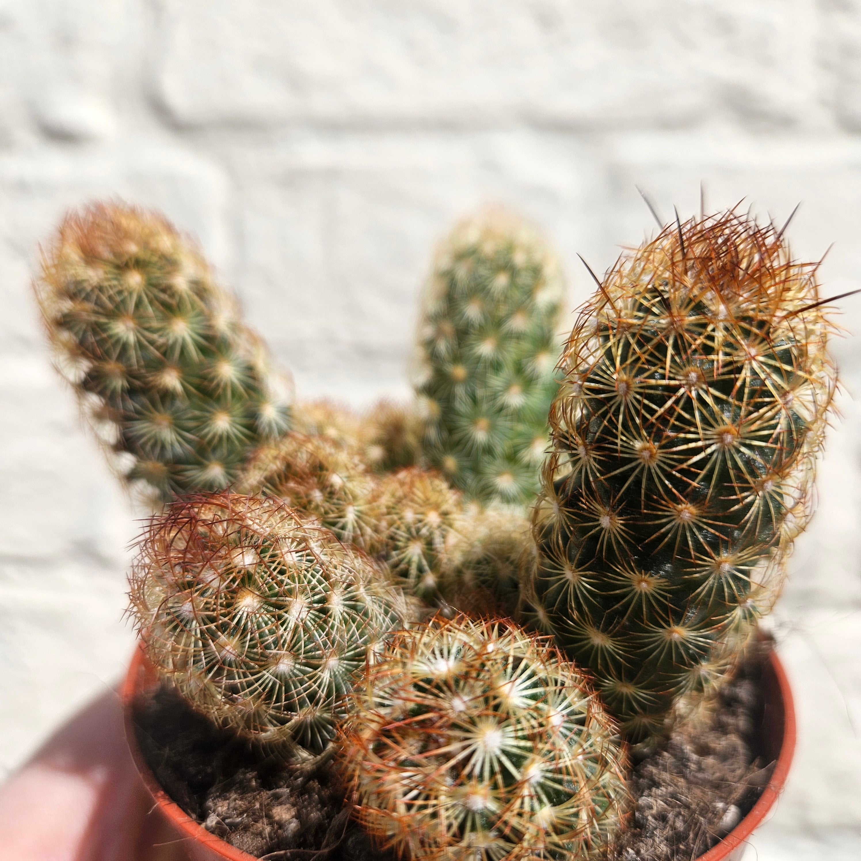 Mammillaria elongata (Ladyfinger Cactus)