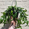 Rhipsalis crispata (Forest Cactus)