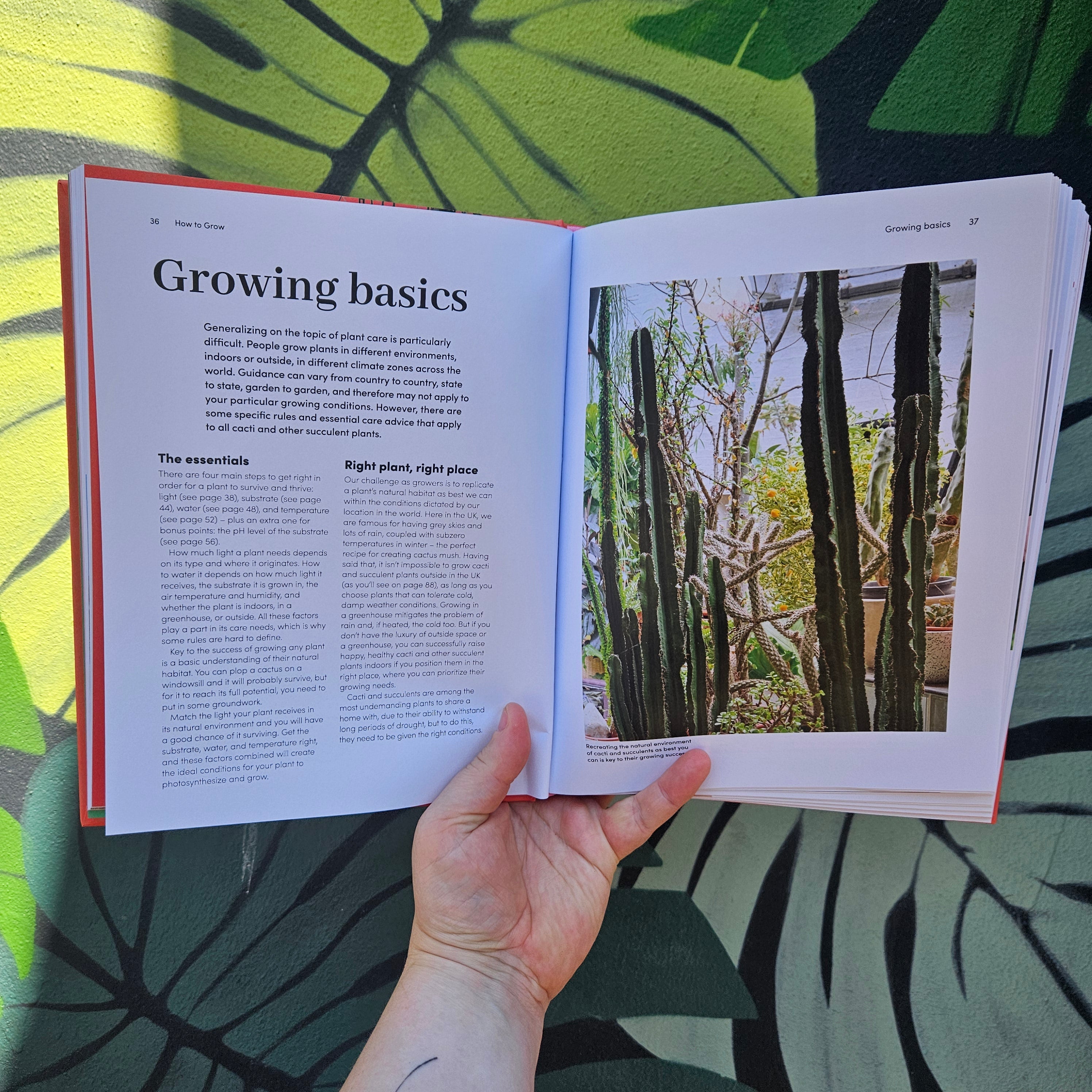 Signed copies of Cacti and Succulents by Sarah Gerrard-Jones (The Plant Rescuer)