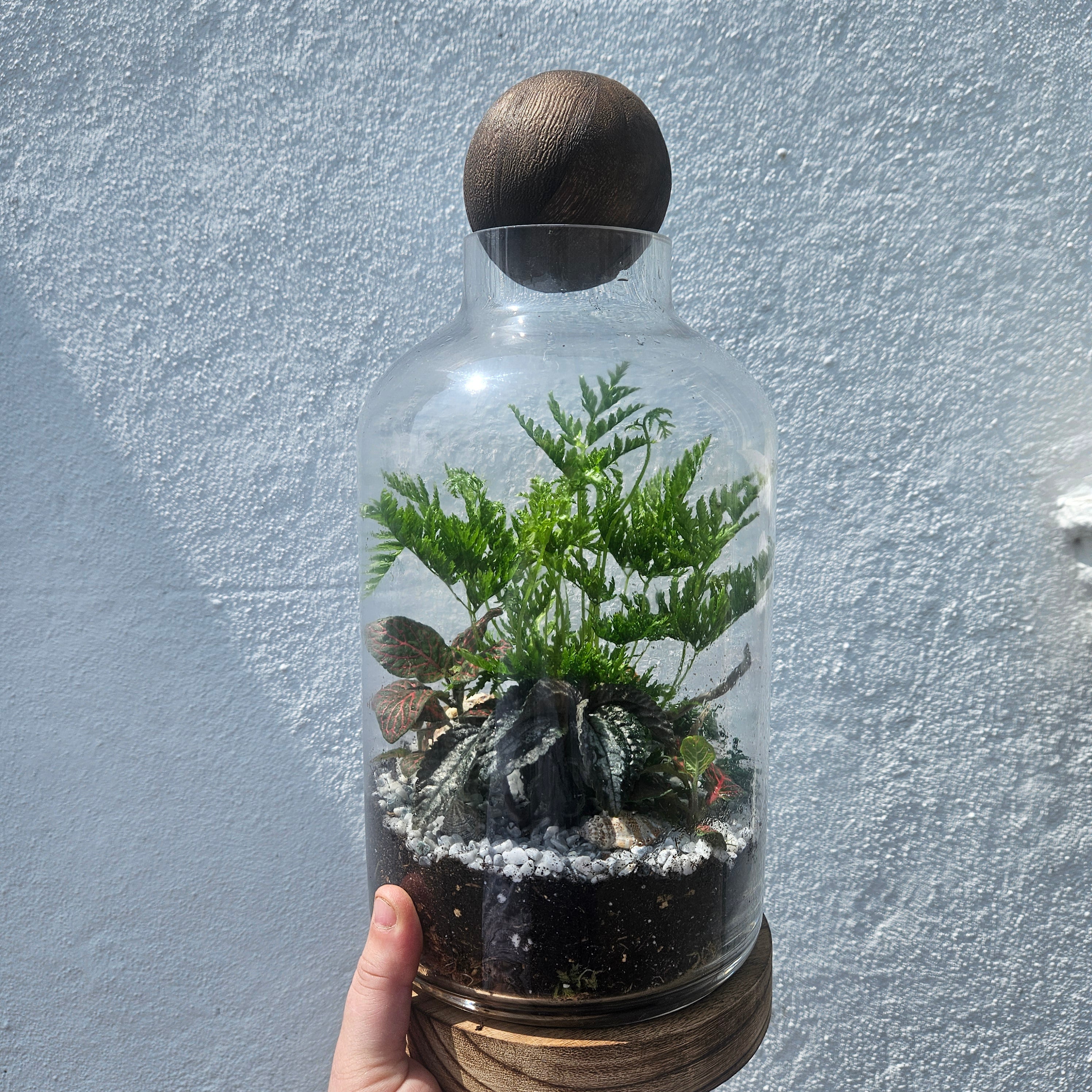 Wooden Ball Closed Terrarium
