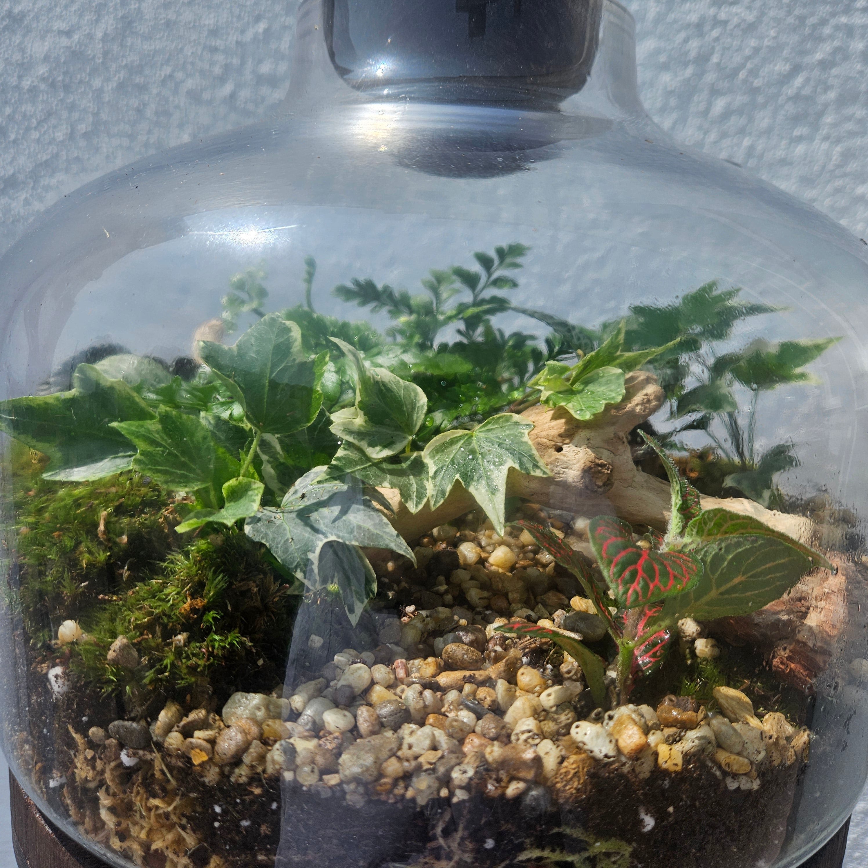 Wooden Ball Closed Terrarium