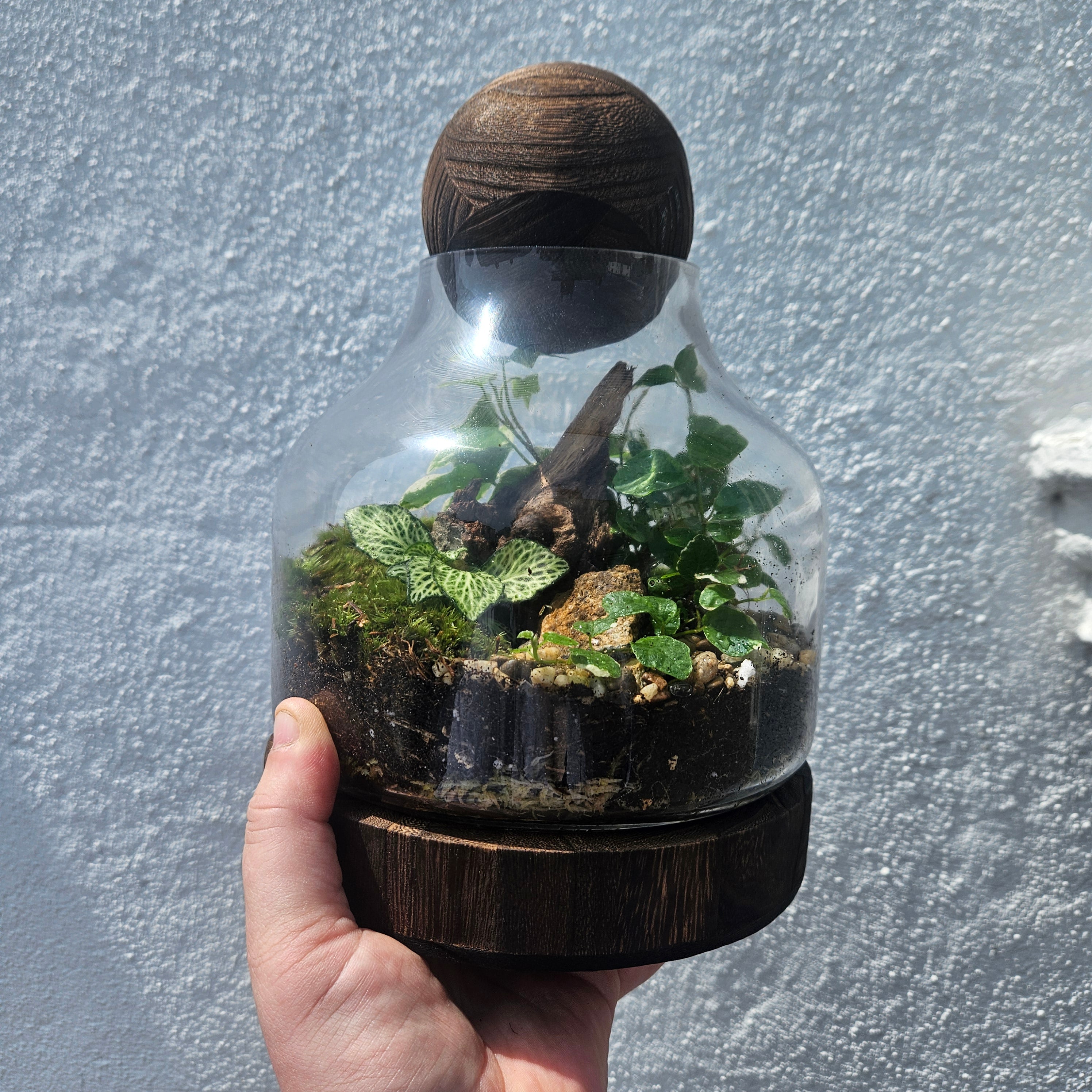 Wooden Ball Closed Terrarium