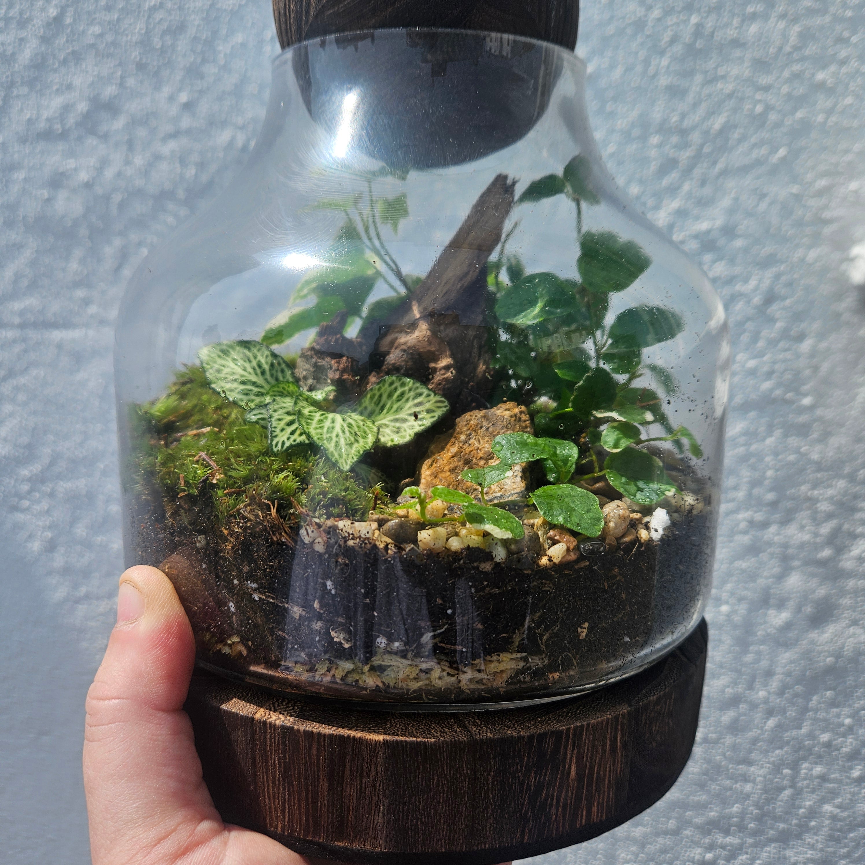 Wooden Ball Closed Terrarium