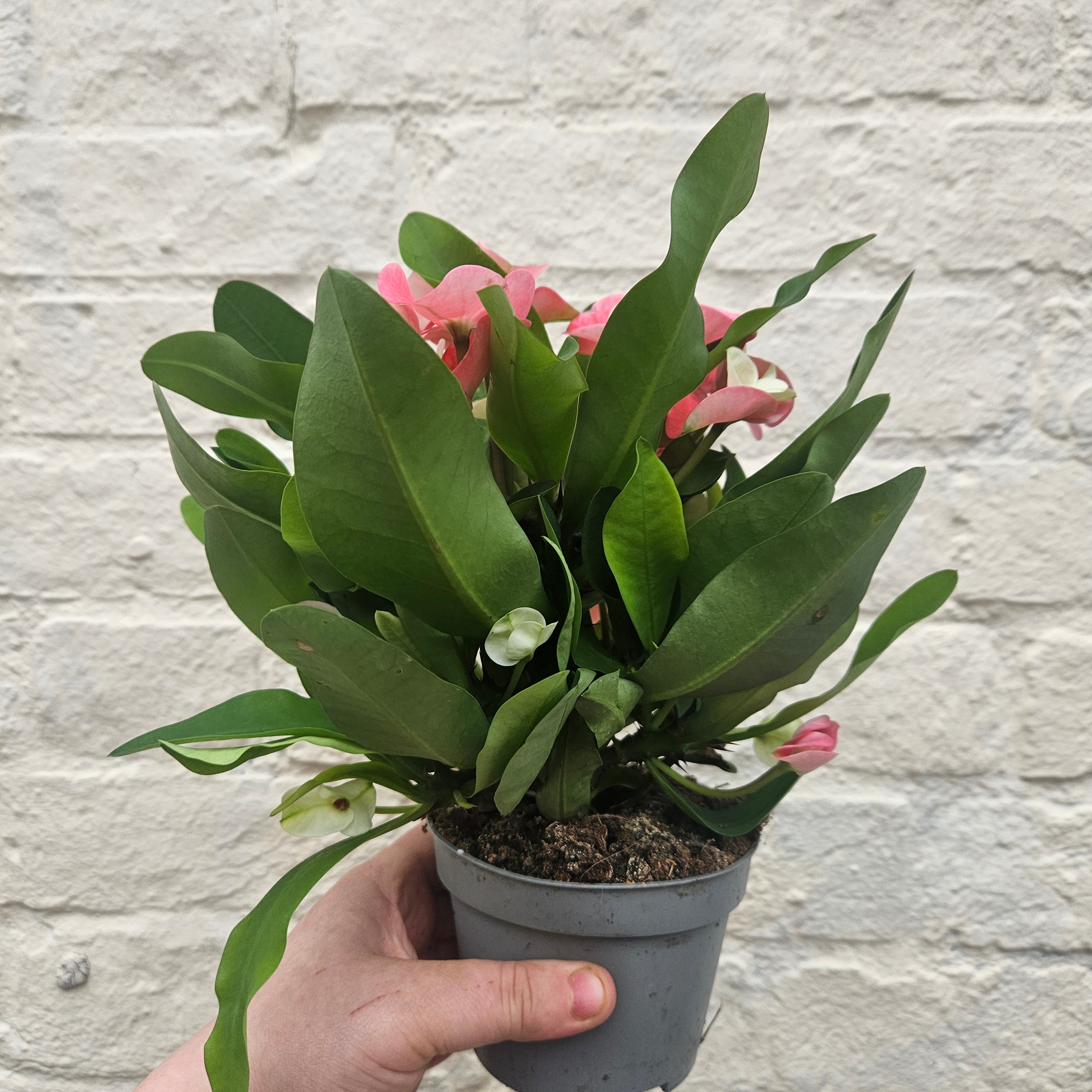 Euphorbia milii (Crown of Thorns)