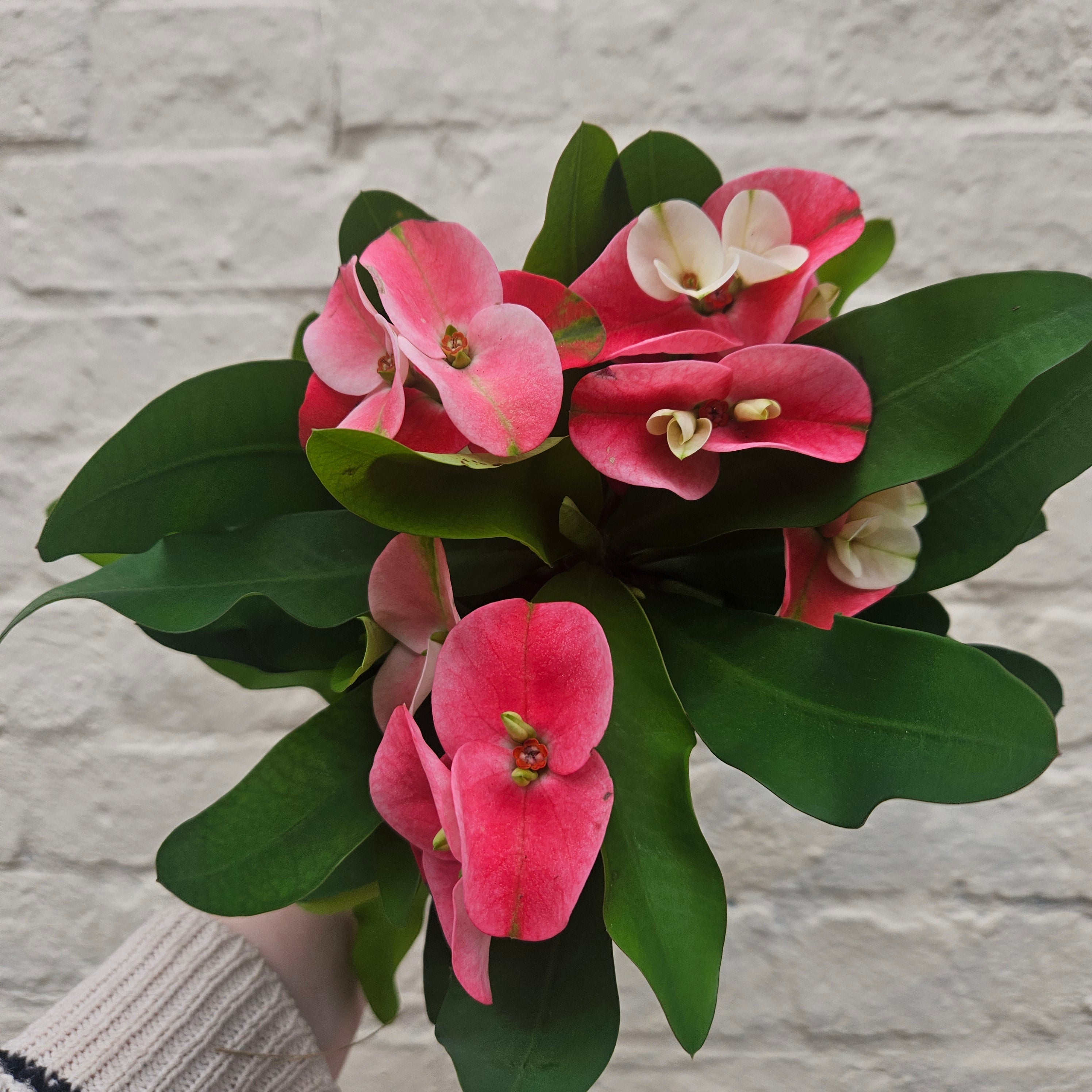 Euphorbia milii (Crown of Thorns)