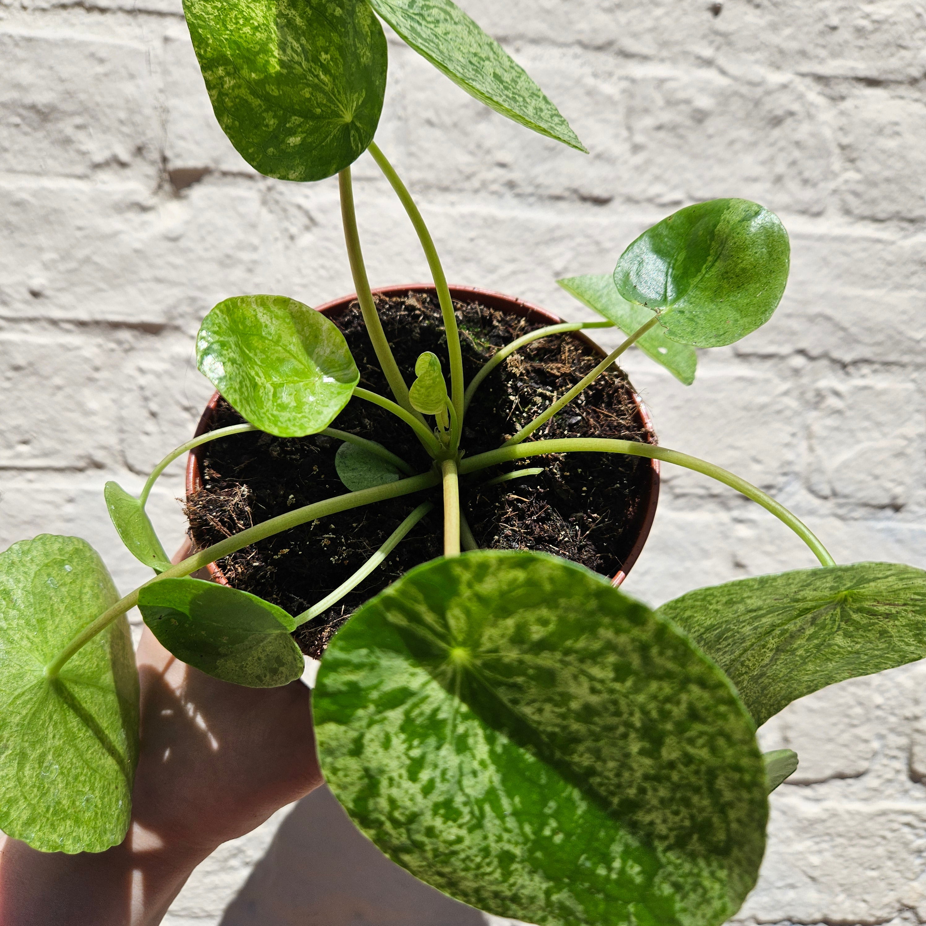 Pilea peperomoides 'Mojito' (Variegated Chinese Money Plant)