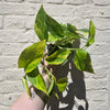 Epipremnum aureum 'Hi-Colour' (Pothos)
