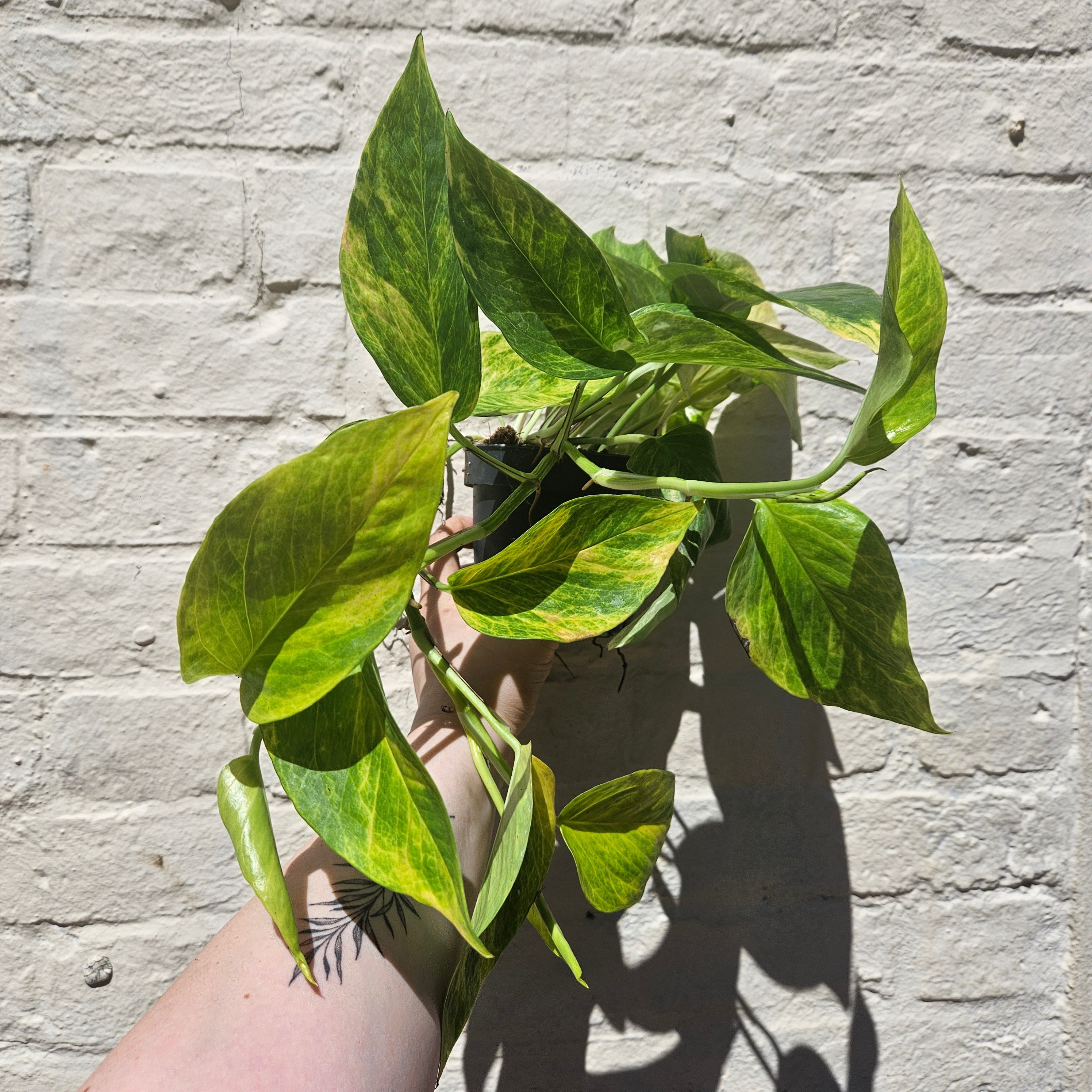 Epipremnum aureum 'Hi-Colour' (Pothos)