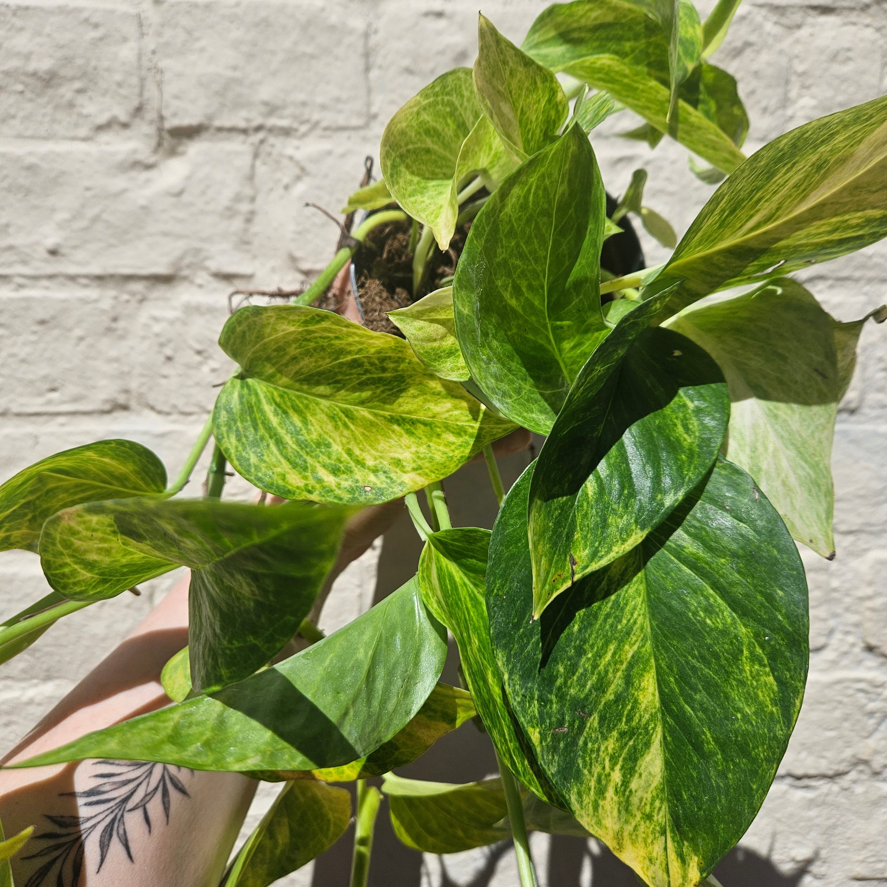 Epipremnum aureum 'Hi-Colour' (Pothos)